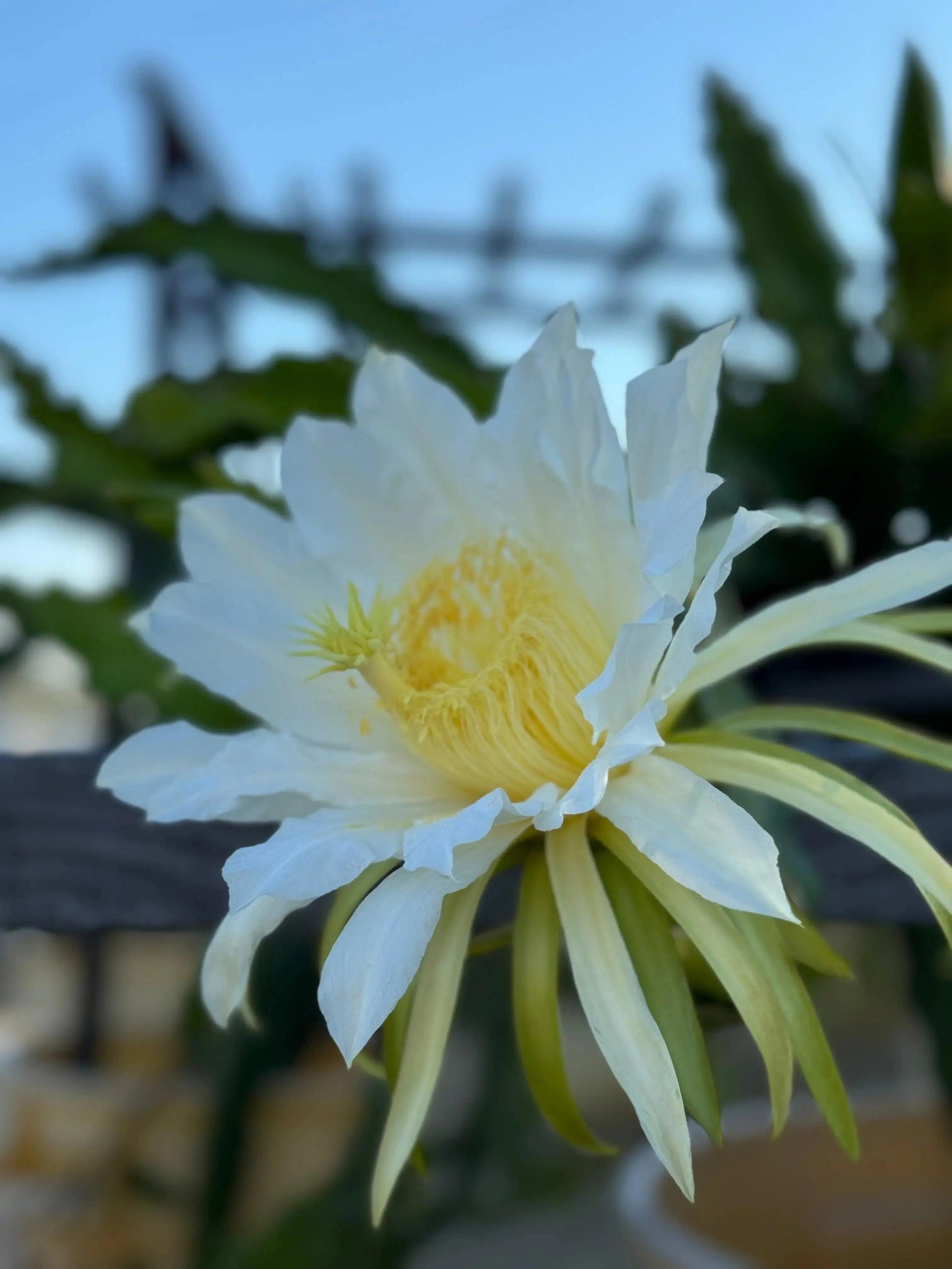White Dragon Fruit Plant: A Tropical Delicacy - Bonte Farm