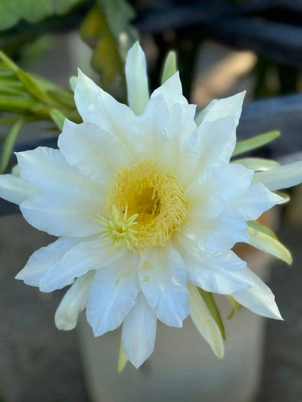 Close-up of blooming dragon fruit flower with white petals and yellow center outdoors