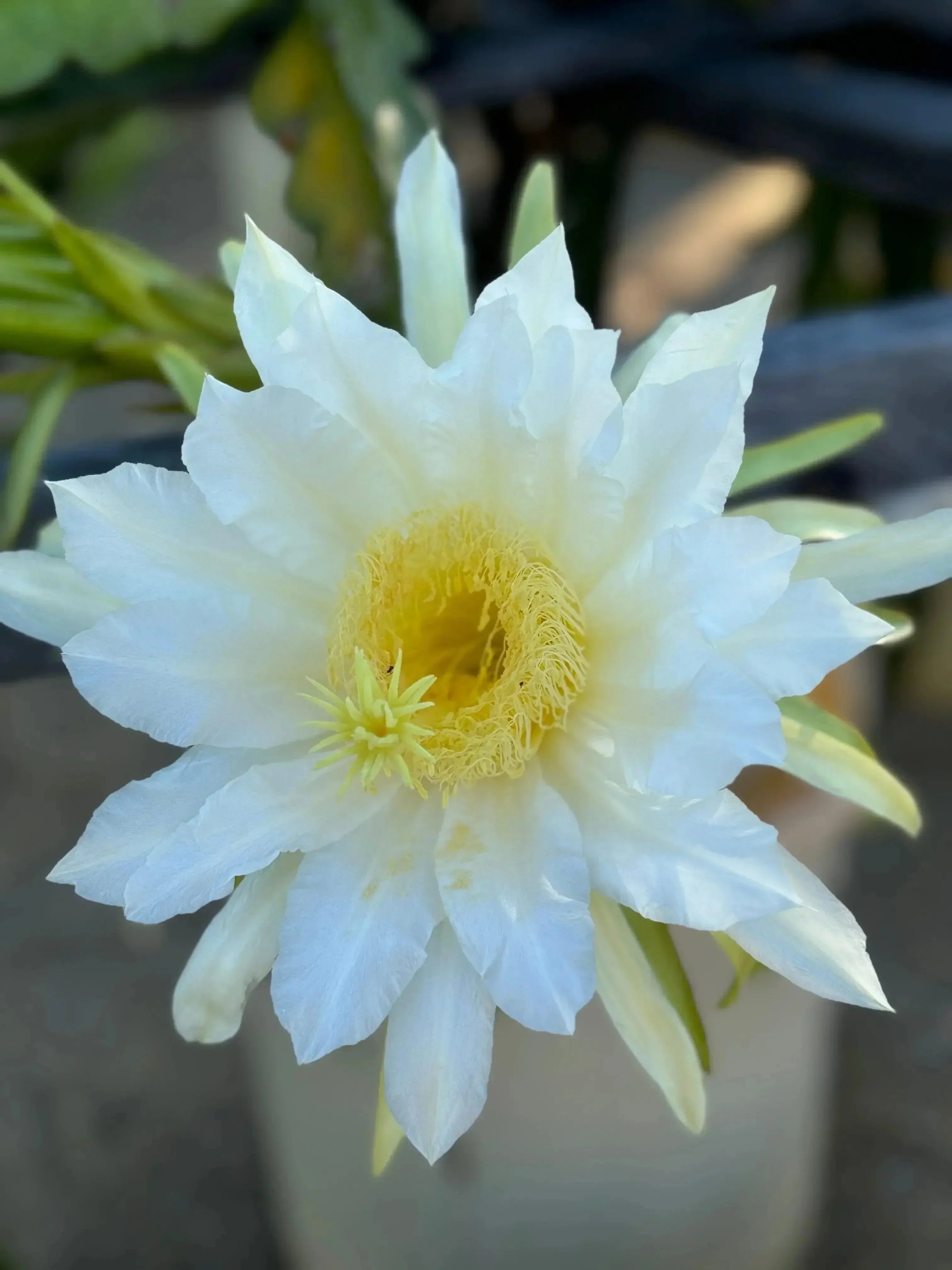 Close-up of blooming dragon fruit flower with white petals and yellow center outdoors