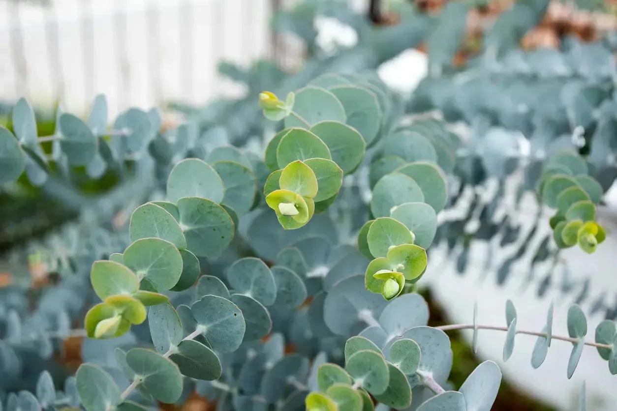 Eucalyptus 'Baby Blue': blue-green foliage and delicate white flowers - Bonte Farm