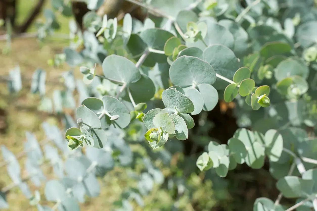 Eucalyptus 'Baby Blue': blue-green foliage and delicate white flowers - Bonte Farm