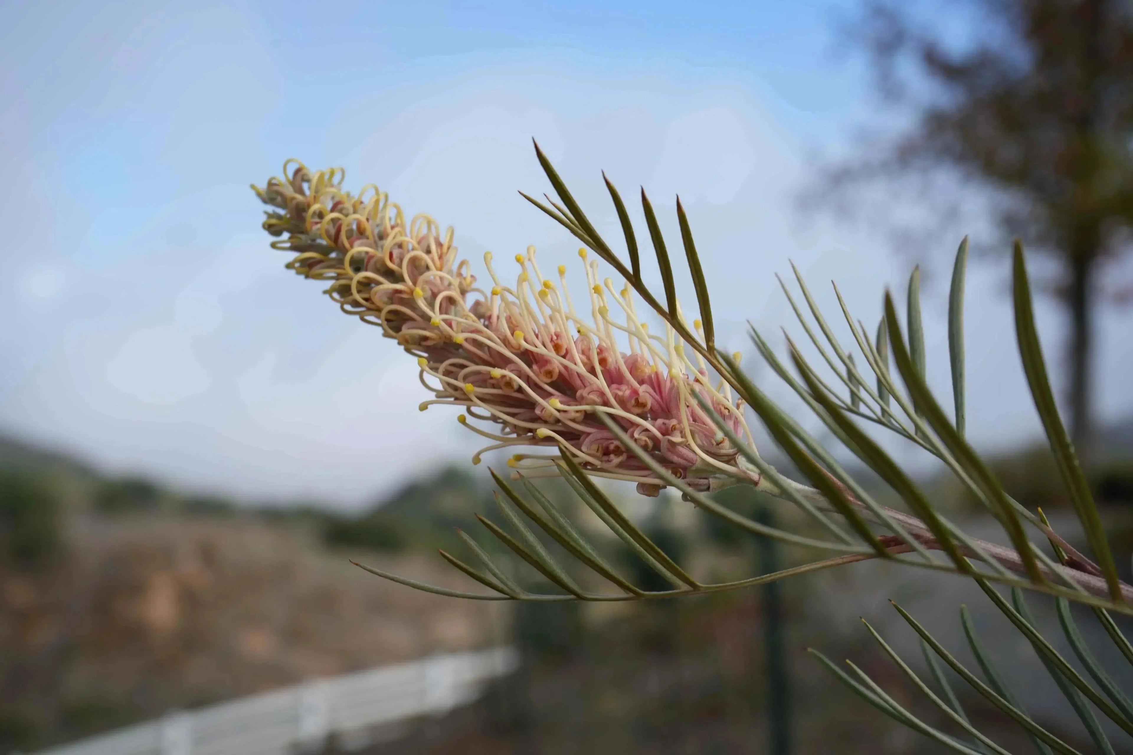 Close-up of Grevillea Kay Williams pink and yellow flower with slender green leaves outdoors