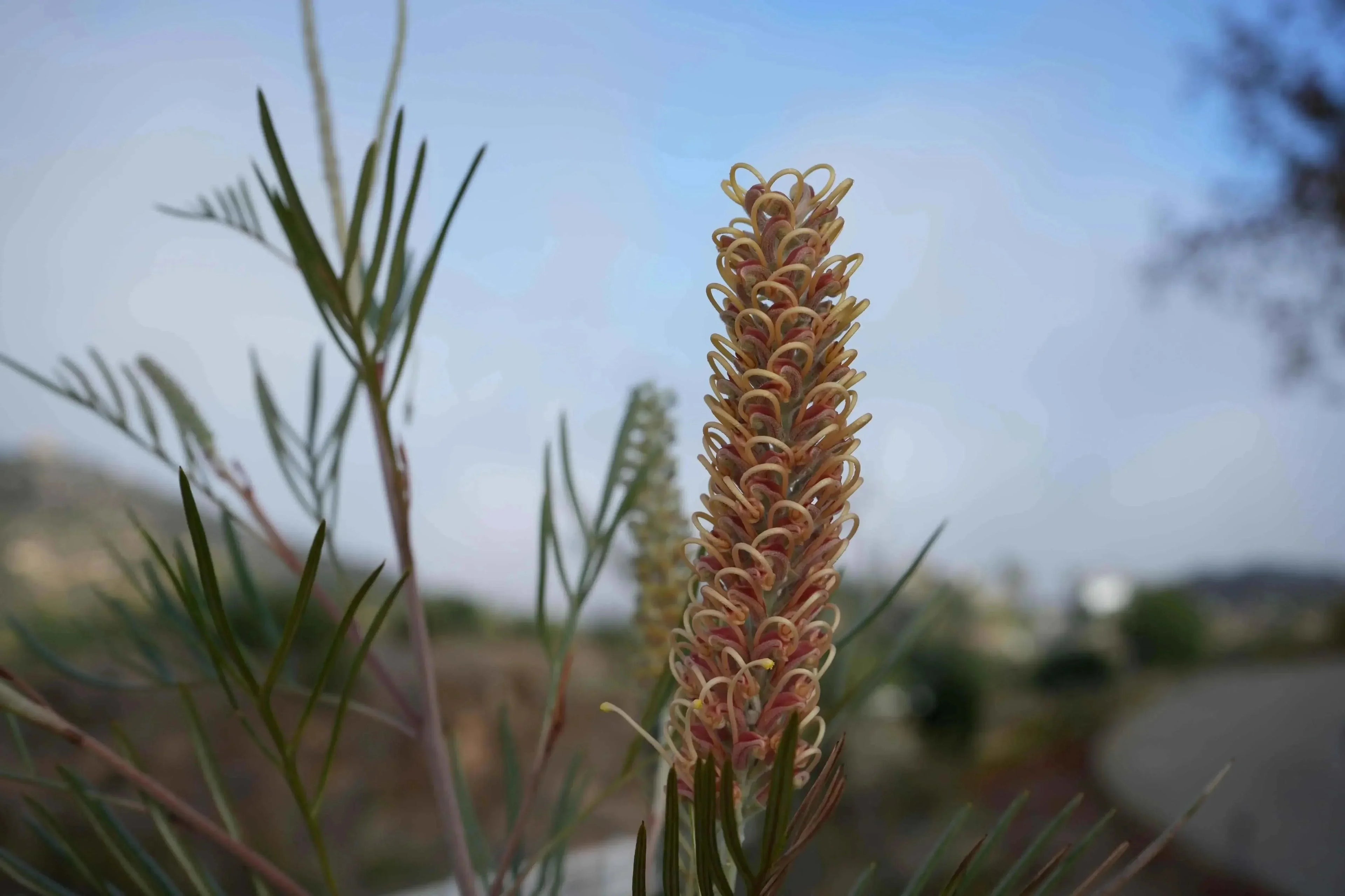 Grevillea Kay Williams flower spike with thin green leaves in an outdoor garden setting
