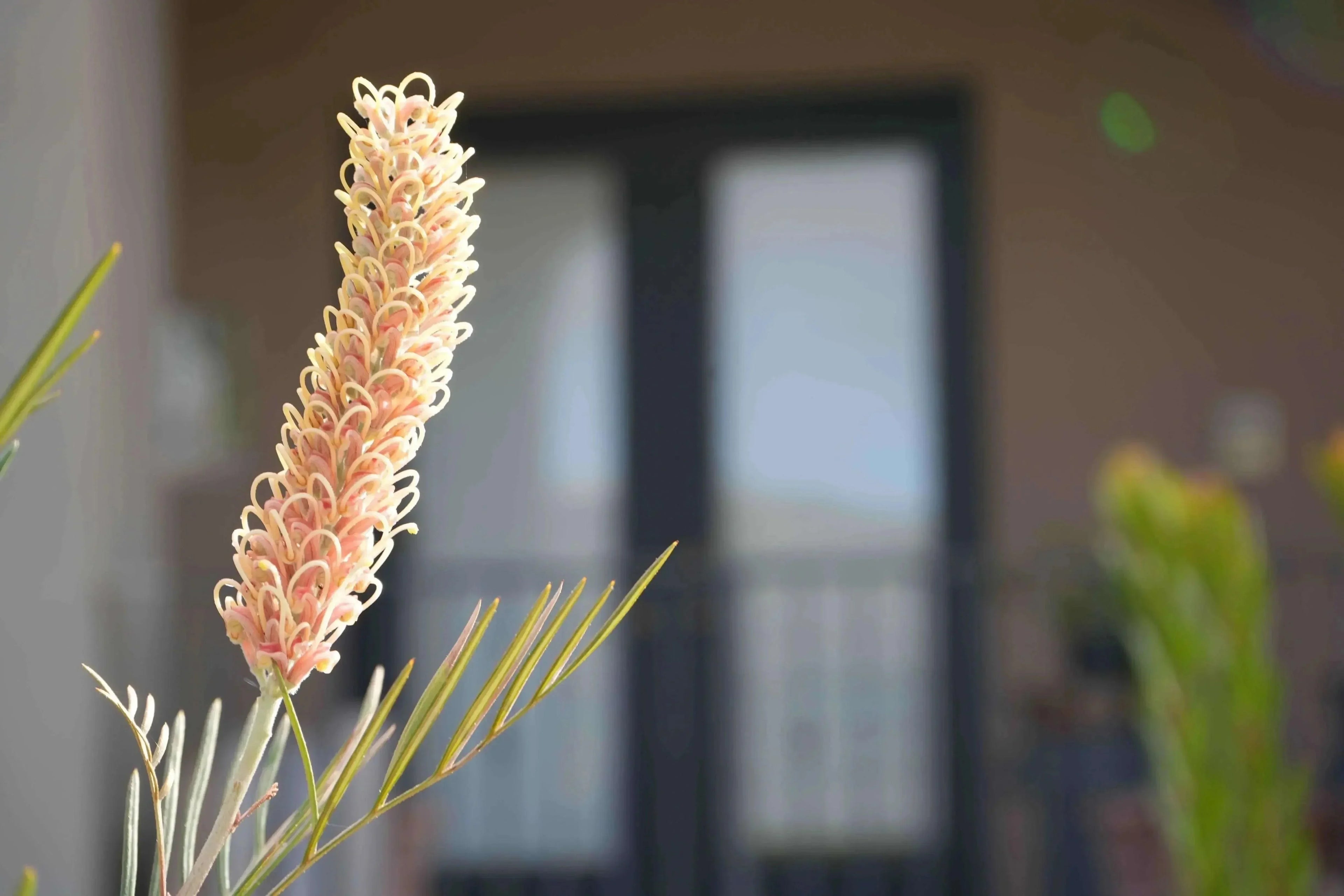 Grevillea Kay Williams plant with pale pink flower spike and slender green leaves