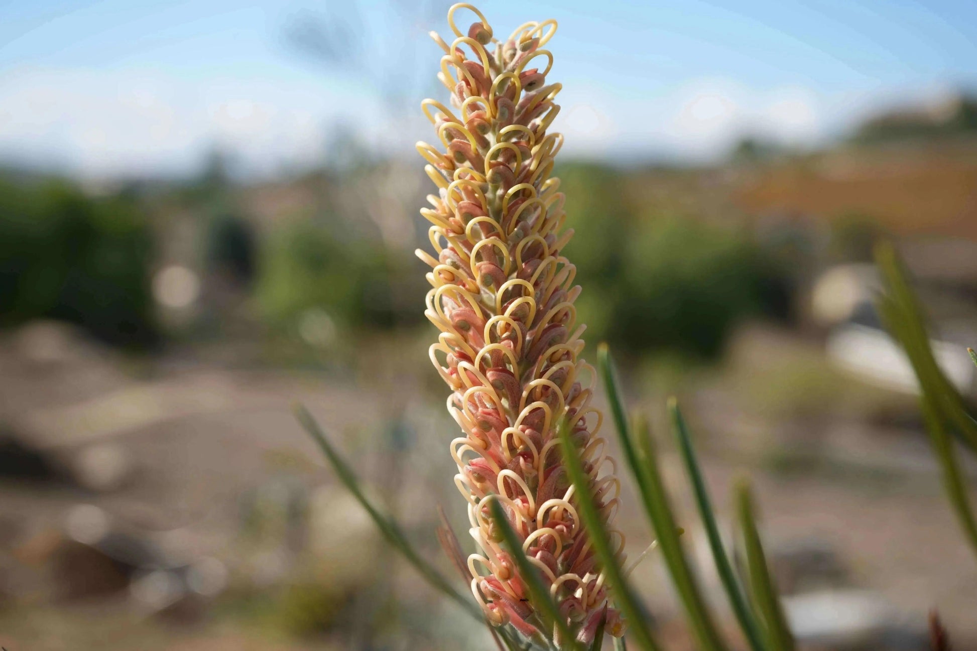 Grevillea 'Kay William': A Vibrant Red Yellow Booms - Bonte Farm