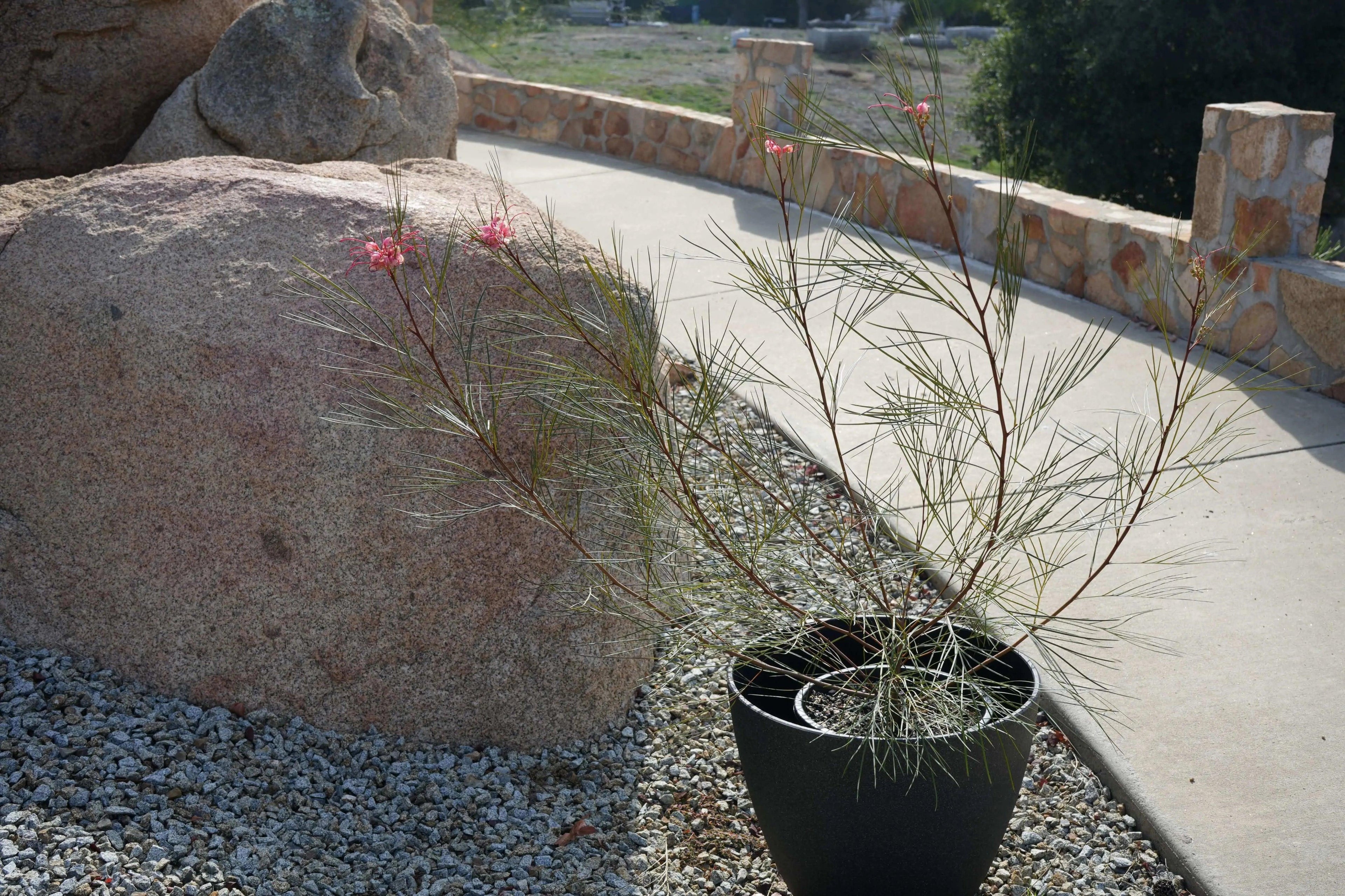 Grevillea Long John shrub with pink flowers in black pot on gravel garden path