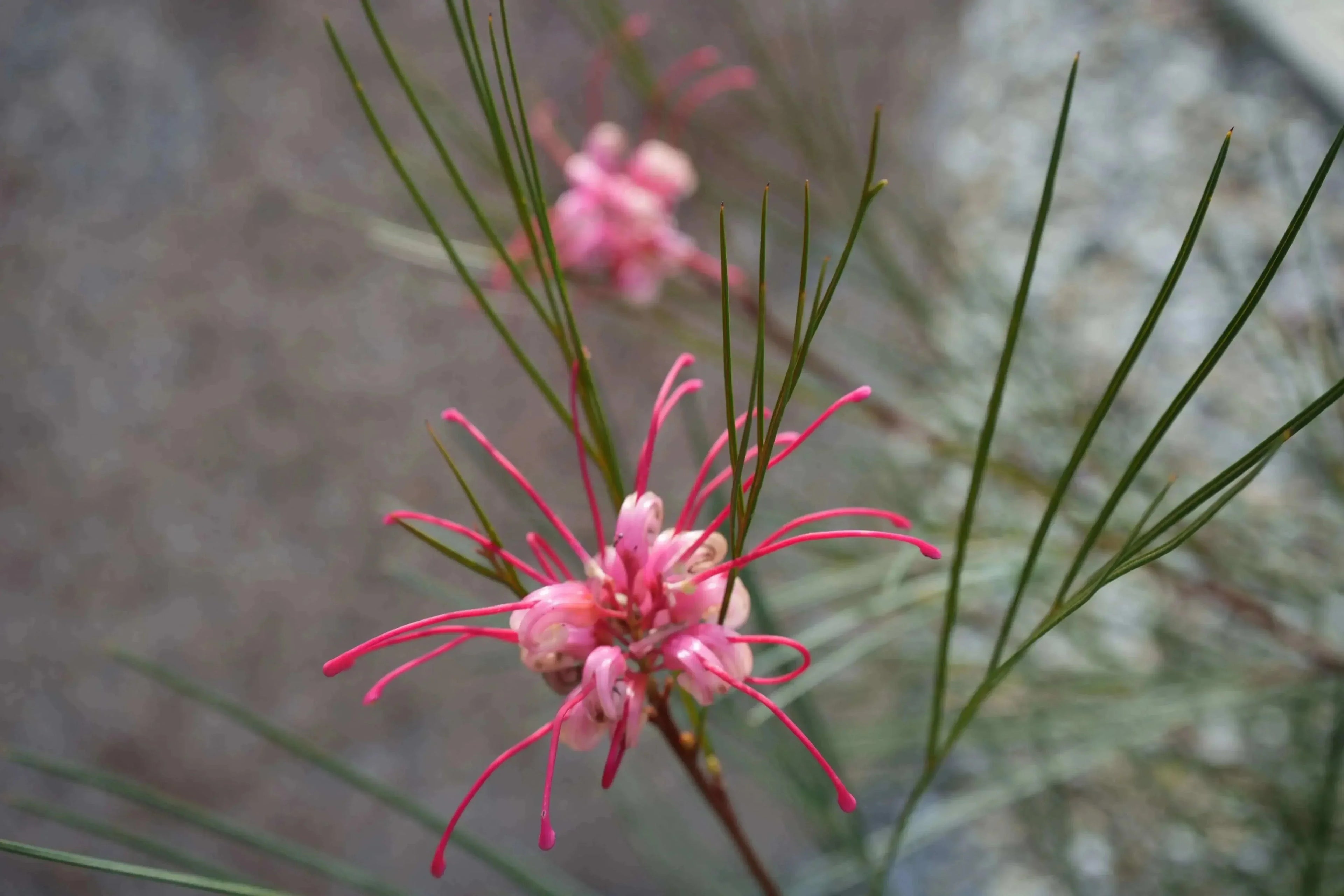Grevillea Long John shrub with pink spider-shaped flowers and needle-like green leaves