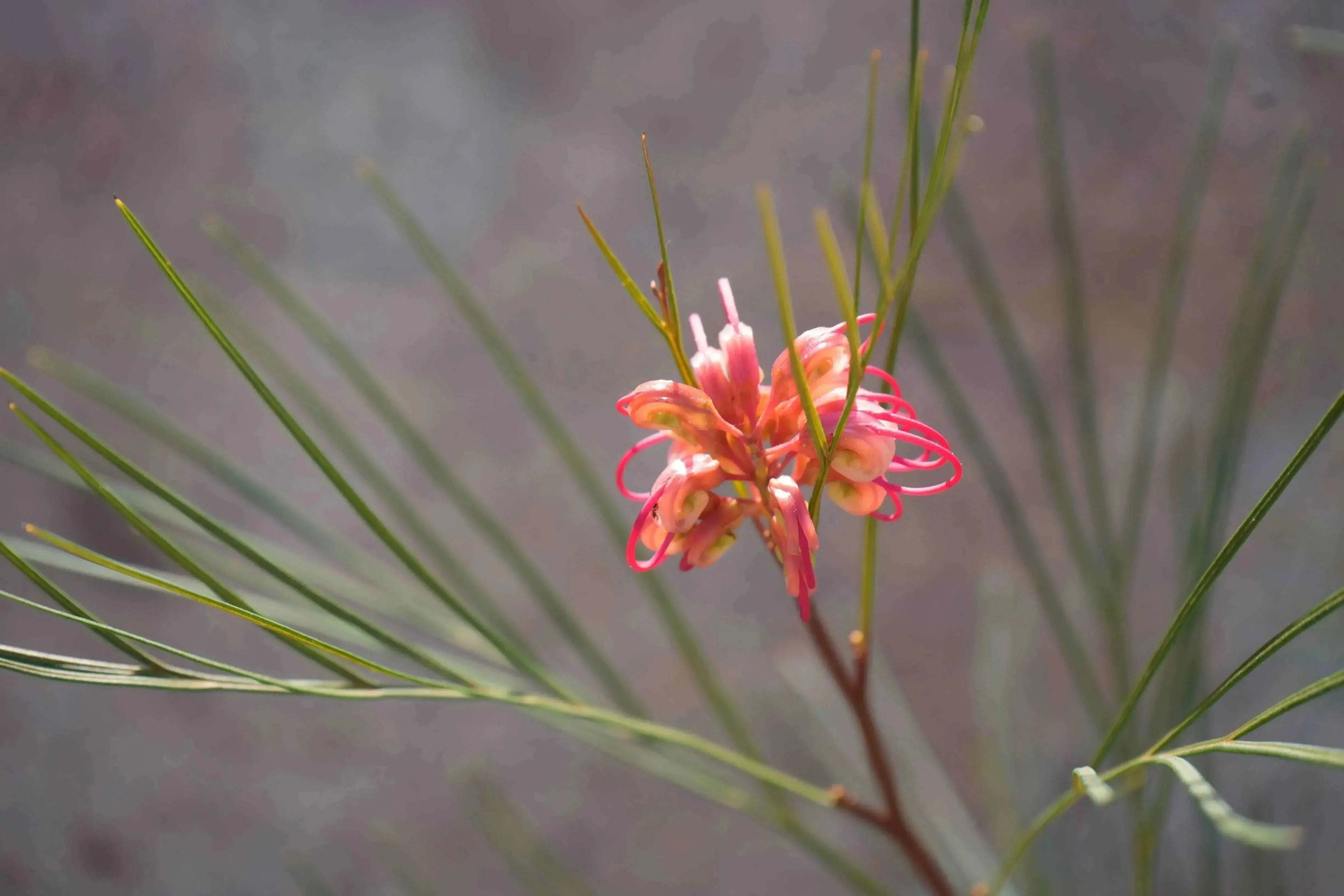 Grevillea Long John pink and yellow flower with slender evergreen leaves, close-up