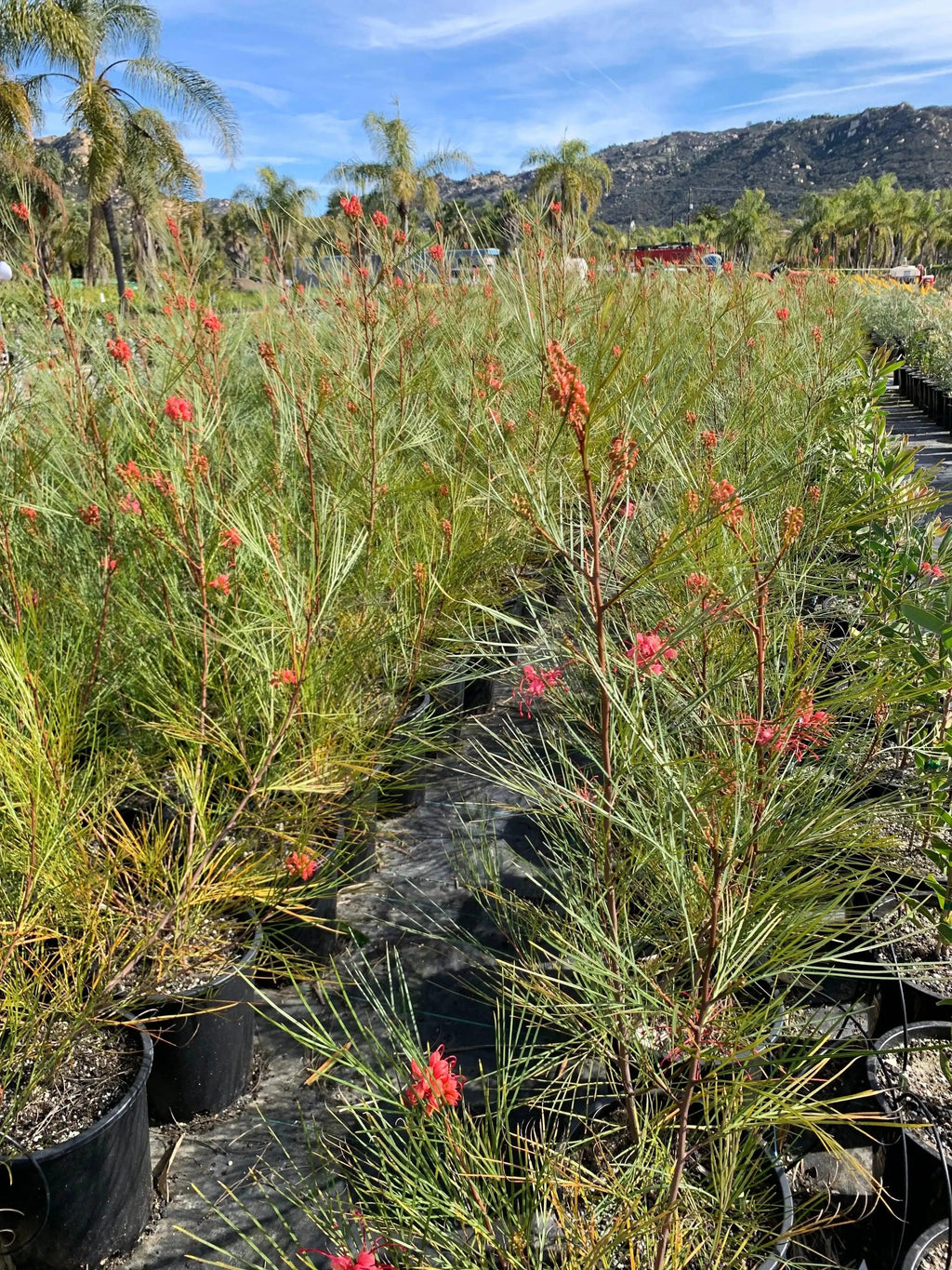 Grevillea Long John evergreen shrubs with pink flowers in black pots at outdoor nursery