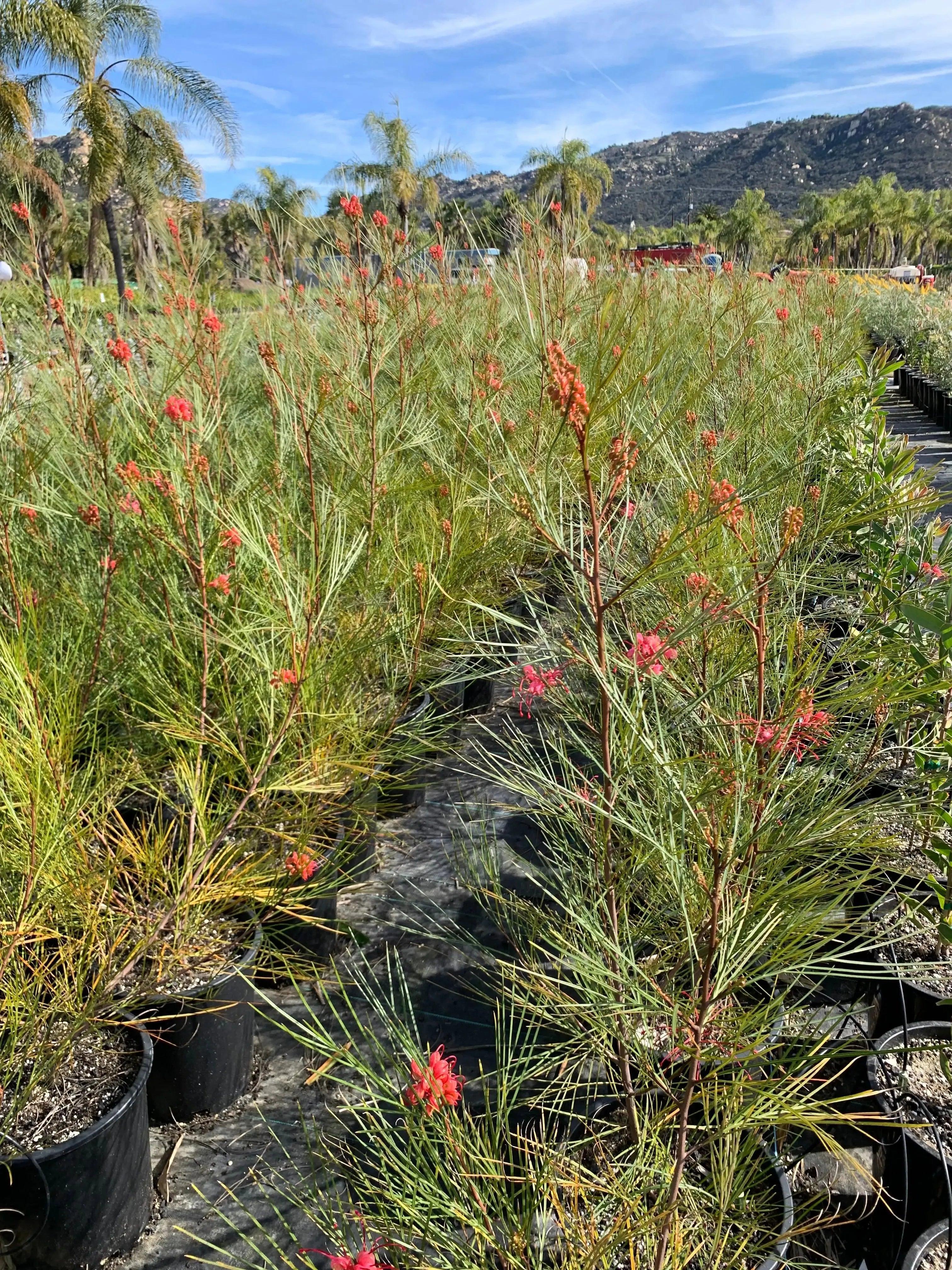 Grevillea Long John evergreen shrubs with pink flowers in black pots at outdoor nursery
