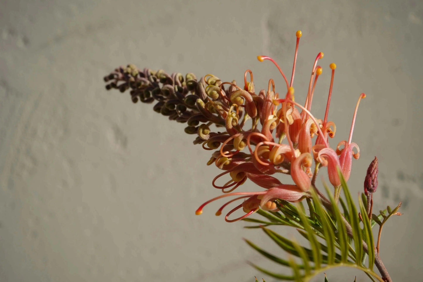 Grevillea Peaches 'n Cream: A Delicate Delight of Pink Cream Blooms - Bonte Farm
