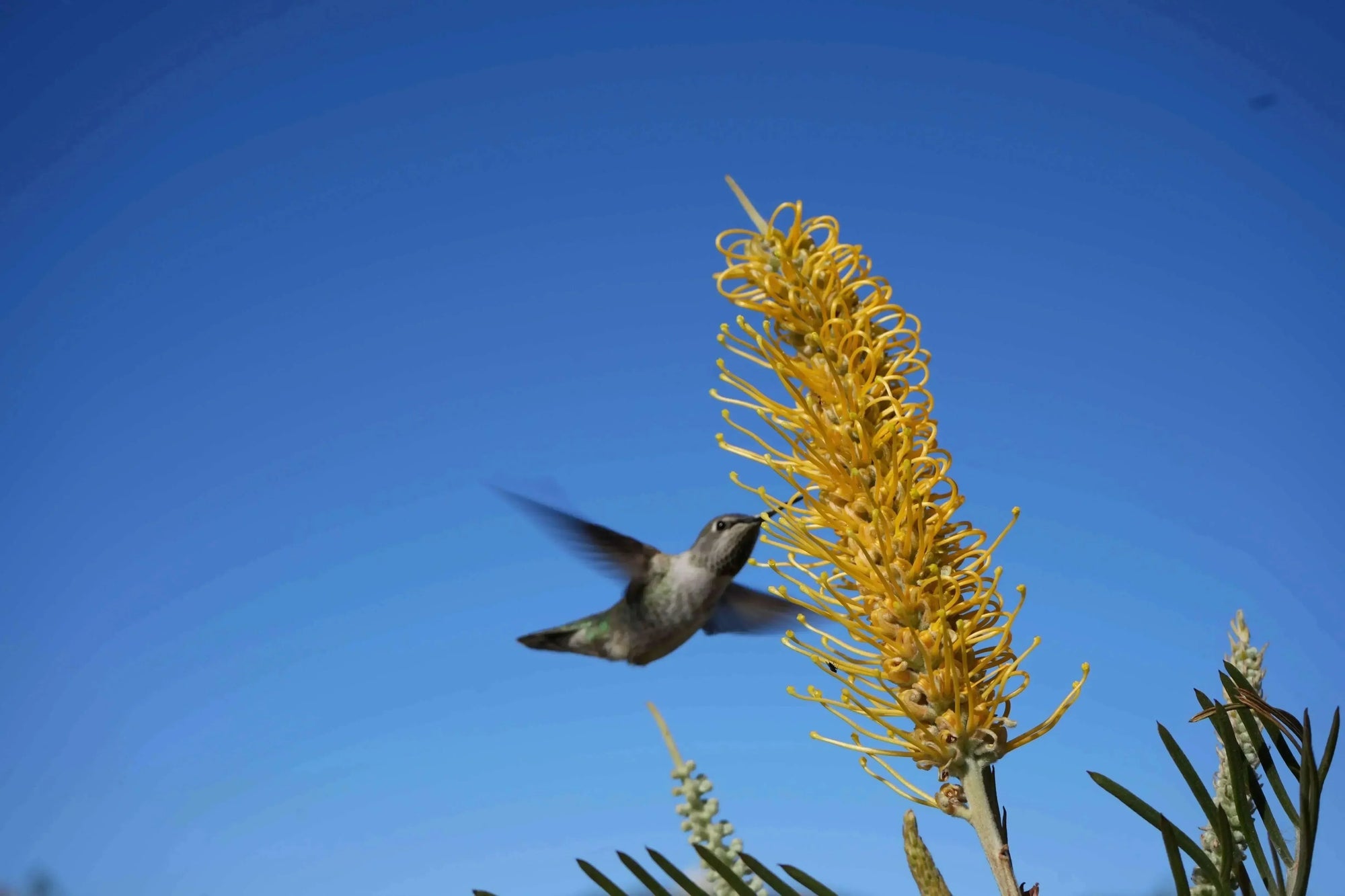 Hummingbird feeding from yellow Grevillea Sandra Gordon flower against clear blue sky