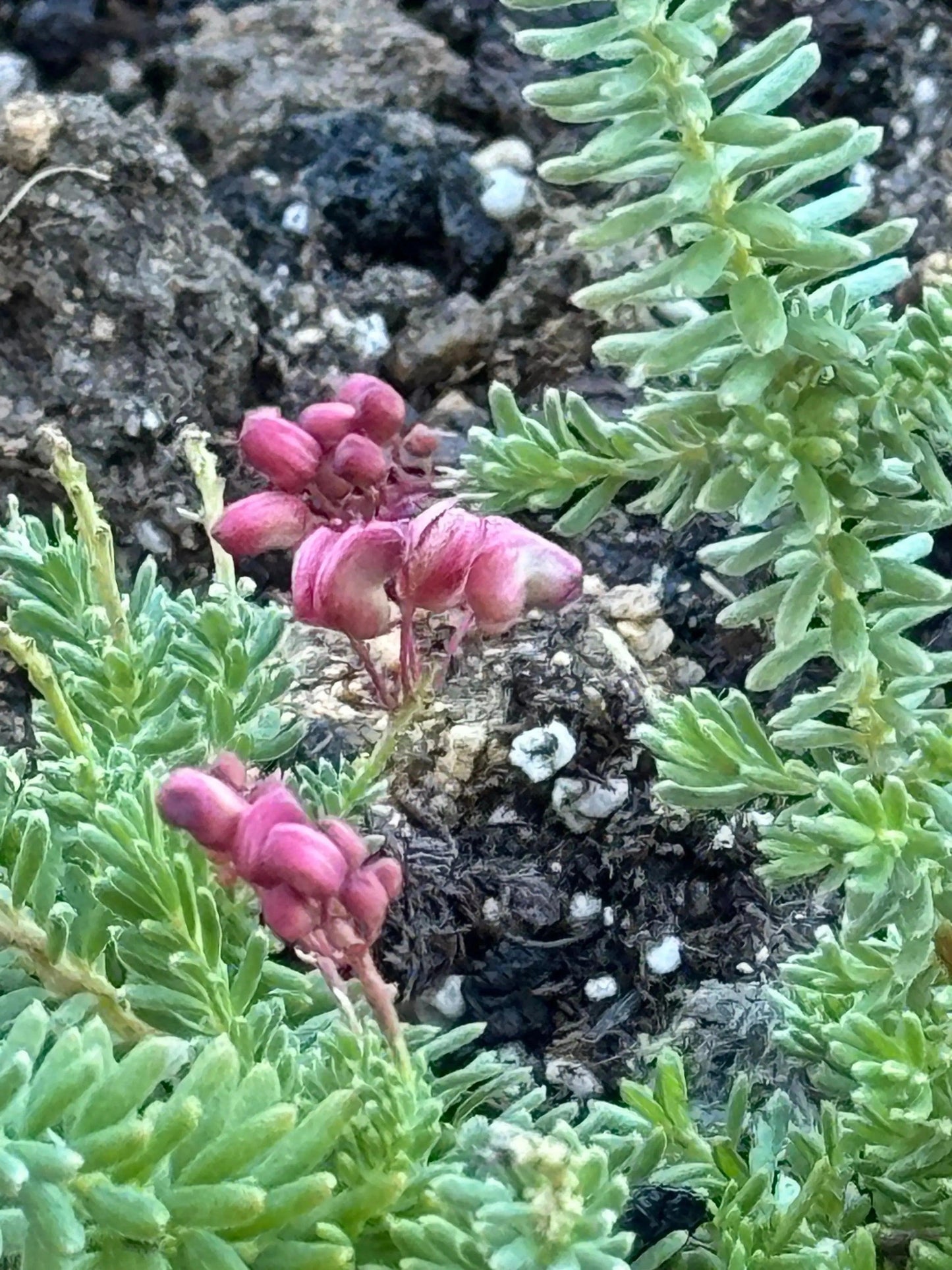 Grevillea Coastal Gem: Hardy, Low-Maintenance Native - Bonte Farm