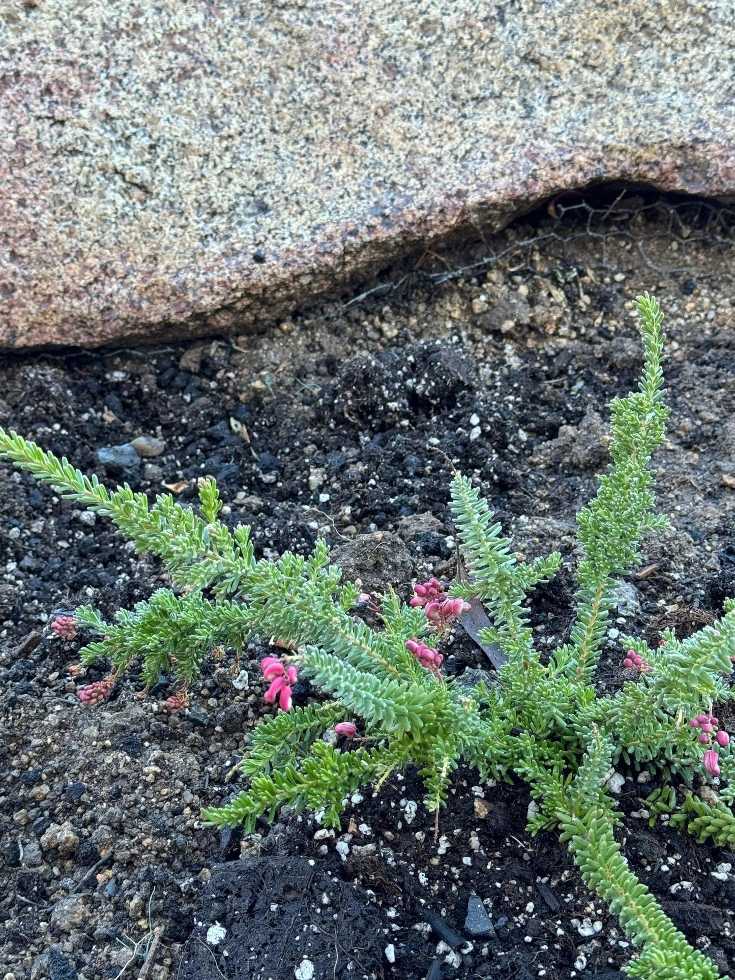 Grevillea Coastal Gem: Hardy, Low-Maintenance Native - Bonte Farm