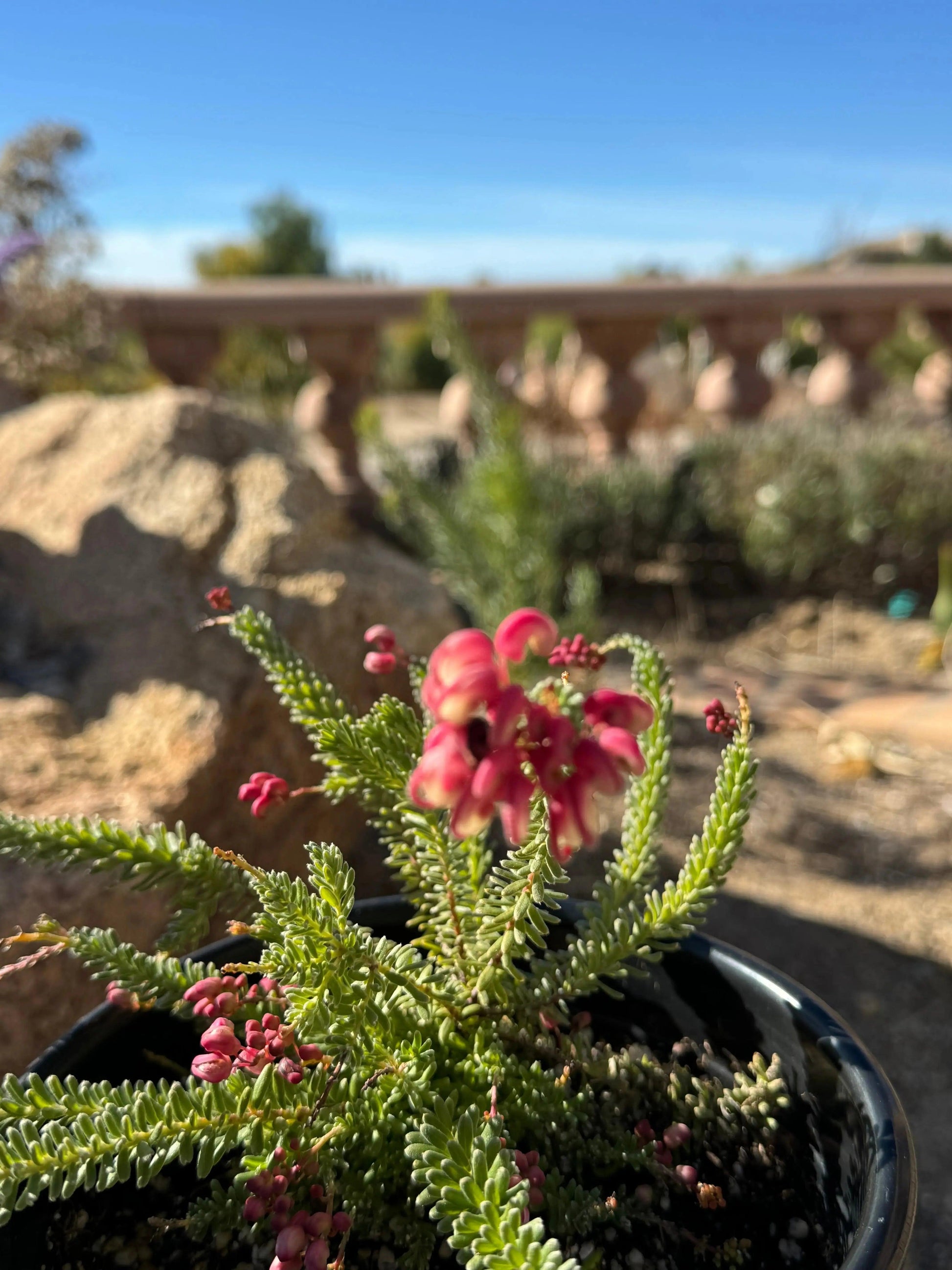 Grevillea Coastal Gem: Hardy, Low-Maintenance Native - Bonte Farm