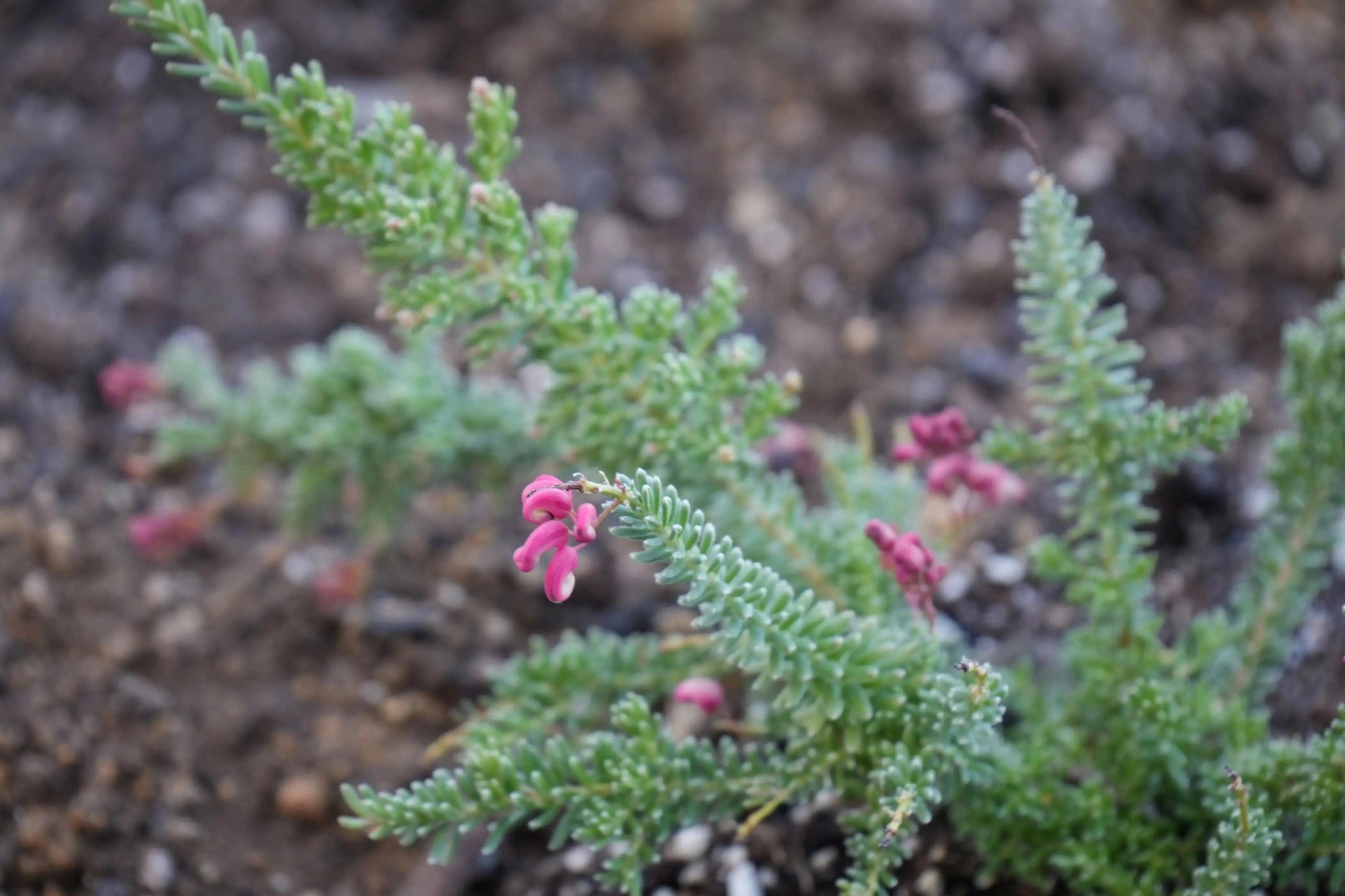 Grevillea Coastal Gem: Hardy, Low-Maintenance Native - Bonte Farm