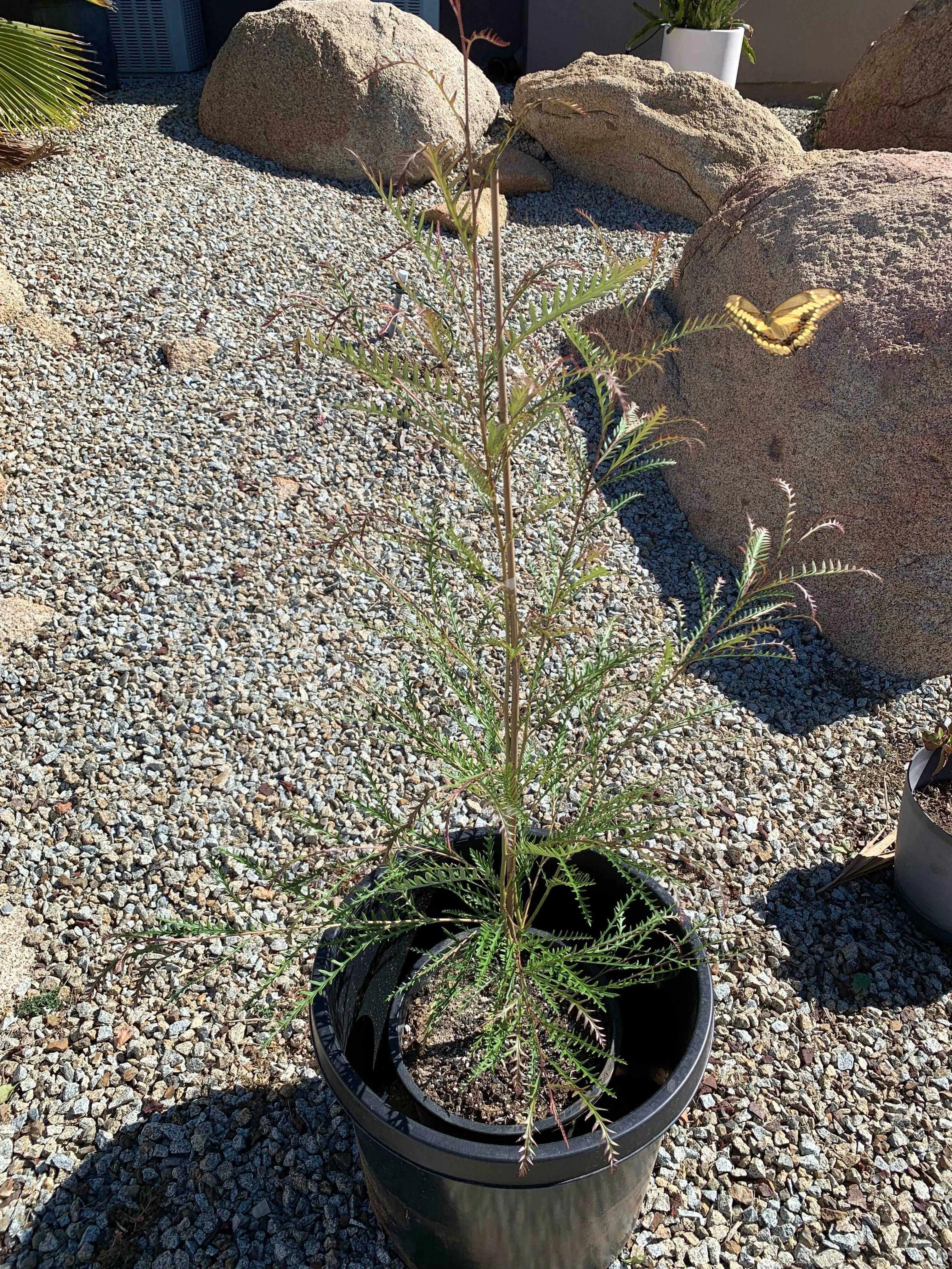 Grevillea Ivanhoe plant in black pot with fine leaves in a rocky outdoor garden