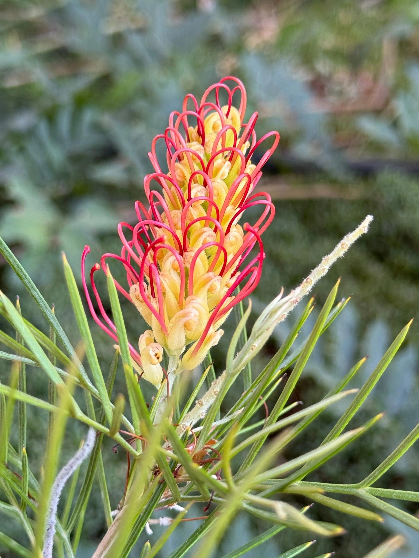 Grevillea 'Kings Rainbow': A Burst of Color, Hardy Beauty - Bonte Farm