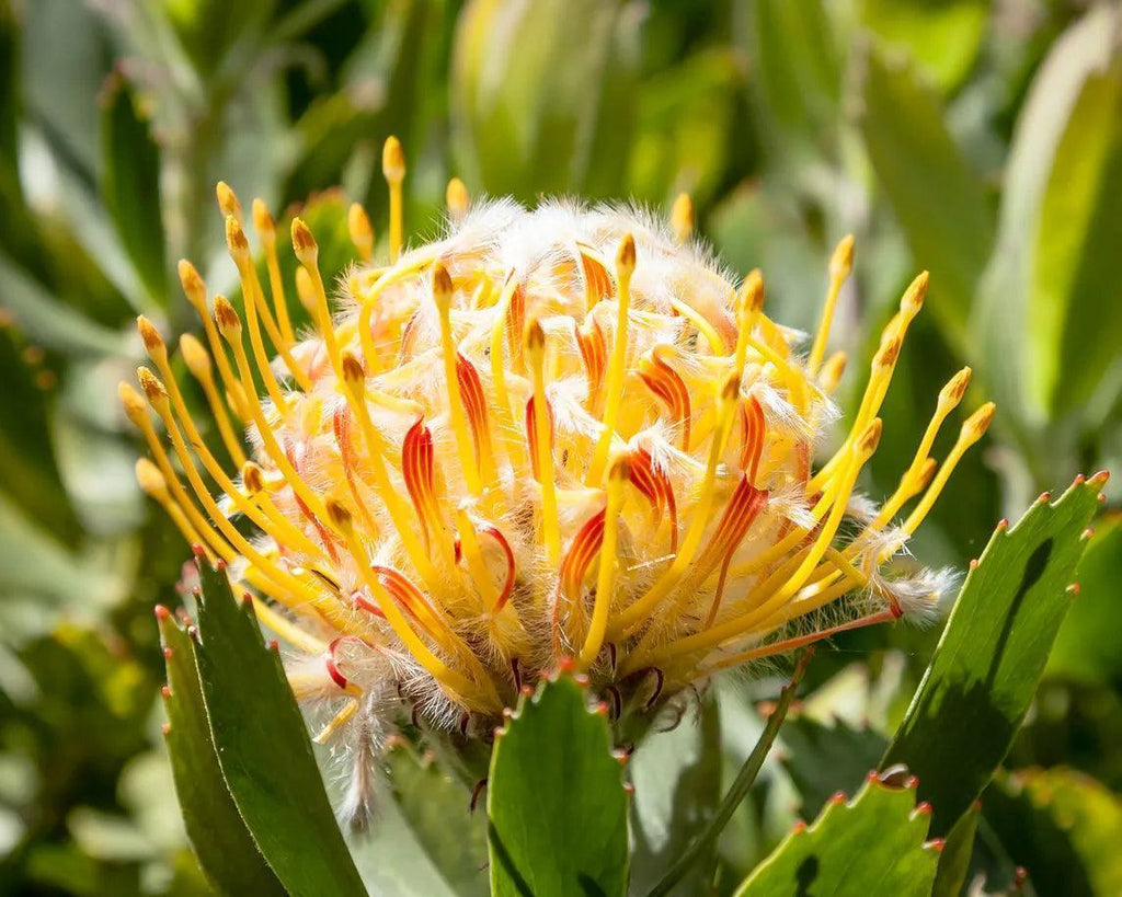 Close-up of a yellow and orange Protea blossom with green foliage outdoors
