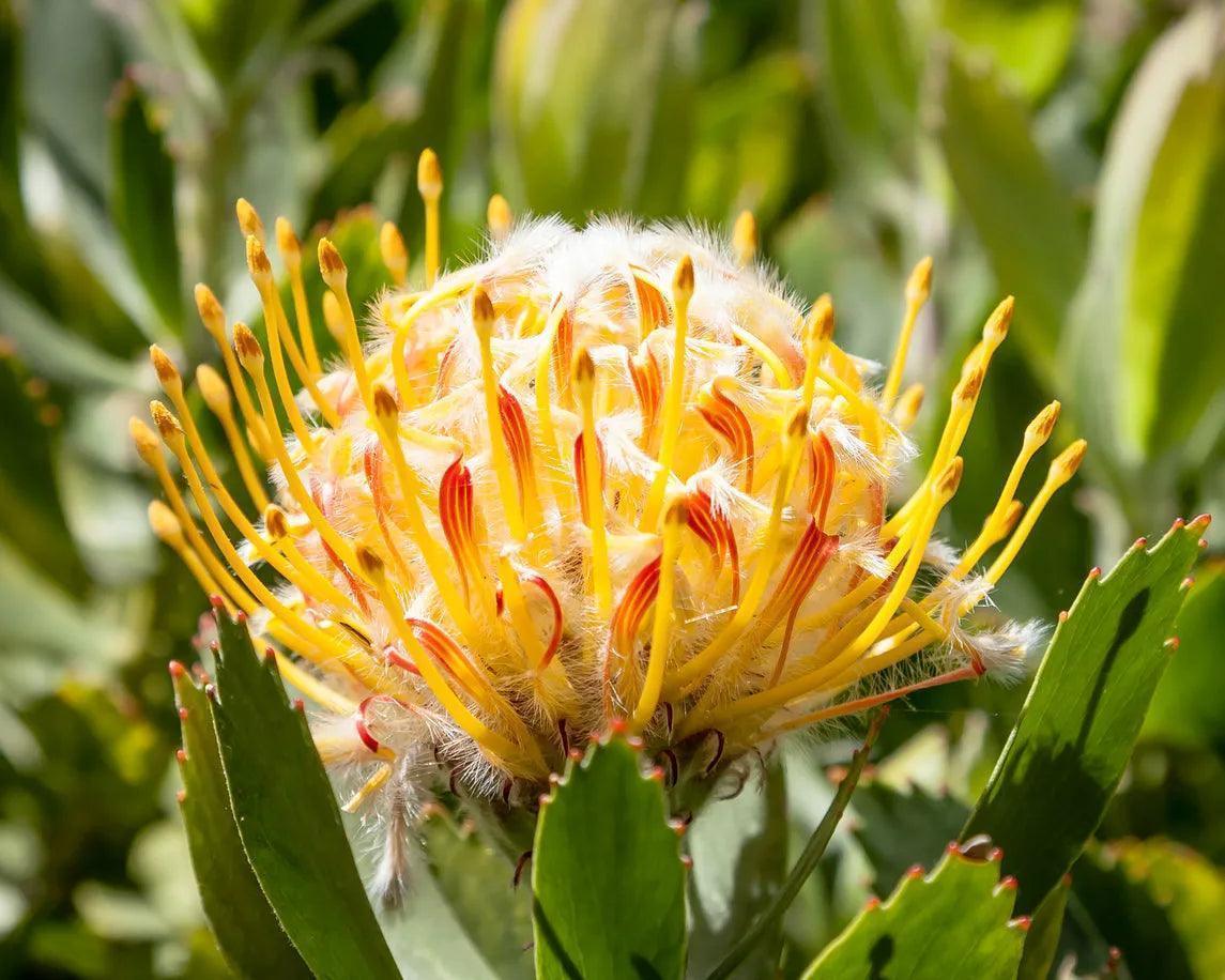 Close-up of a yellow and orange Protea blossom with green foliage outdoors