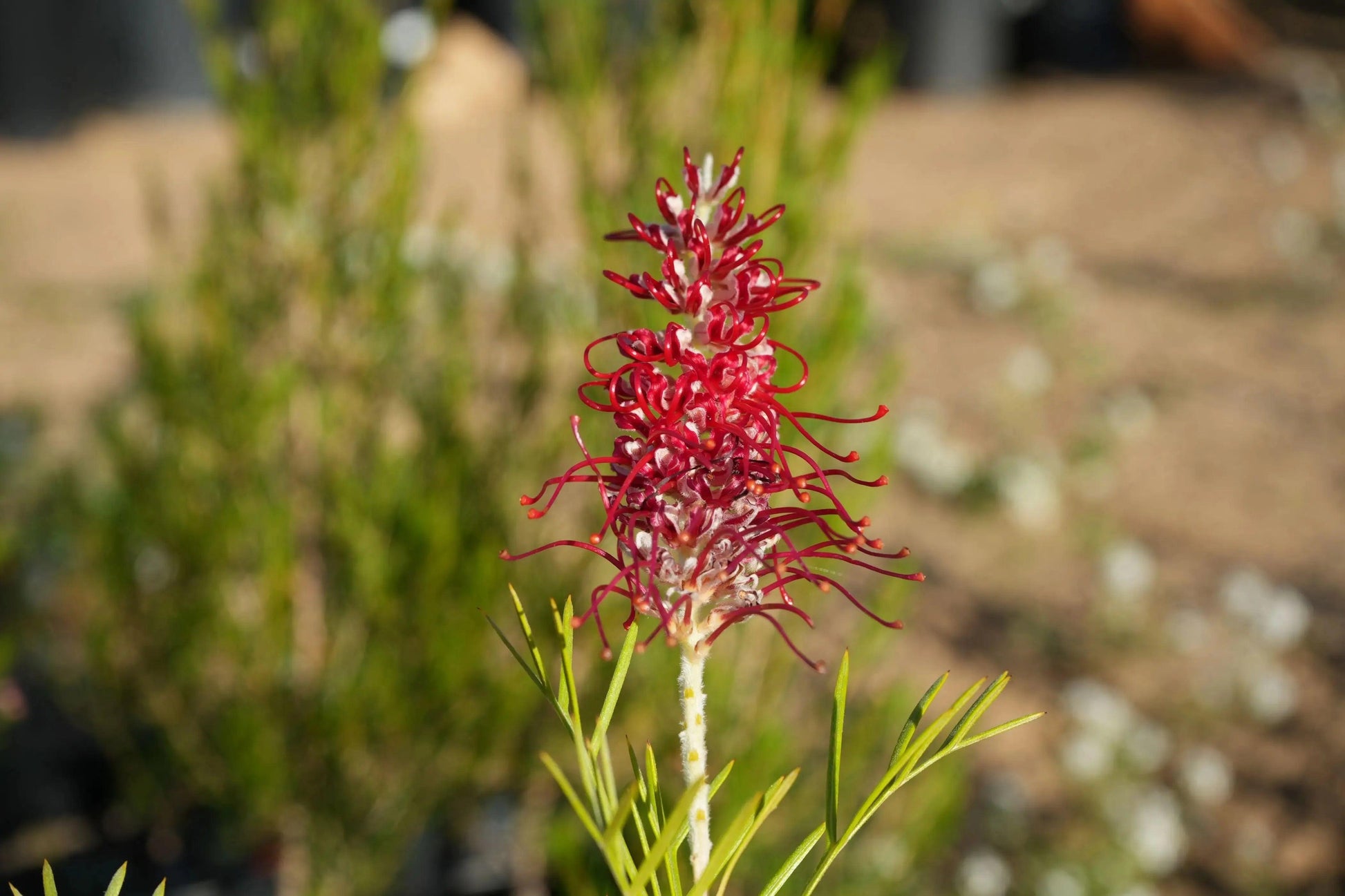 Grevillea 'Kings Celebration': A Royal Display of Color Blooms - Bonte Farm
