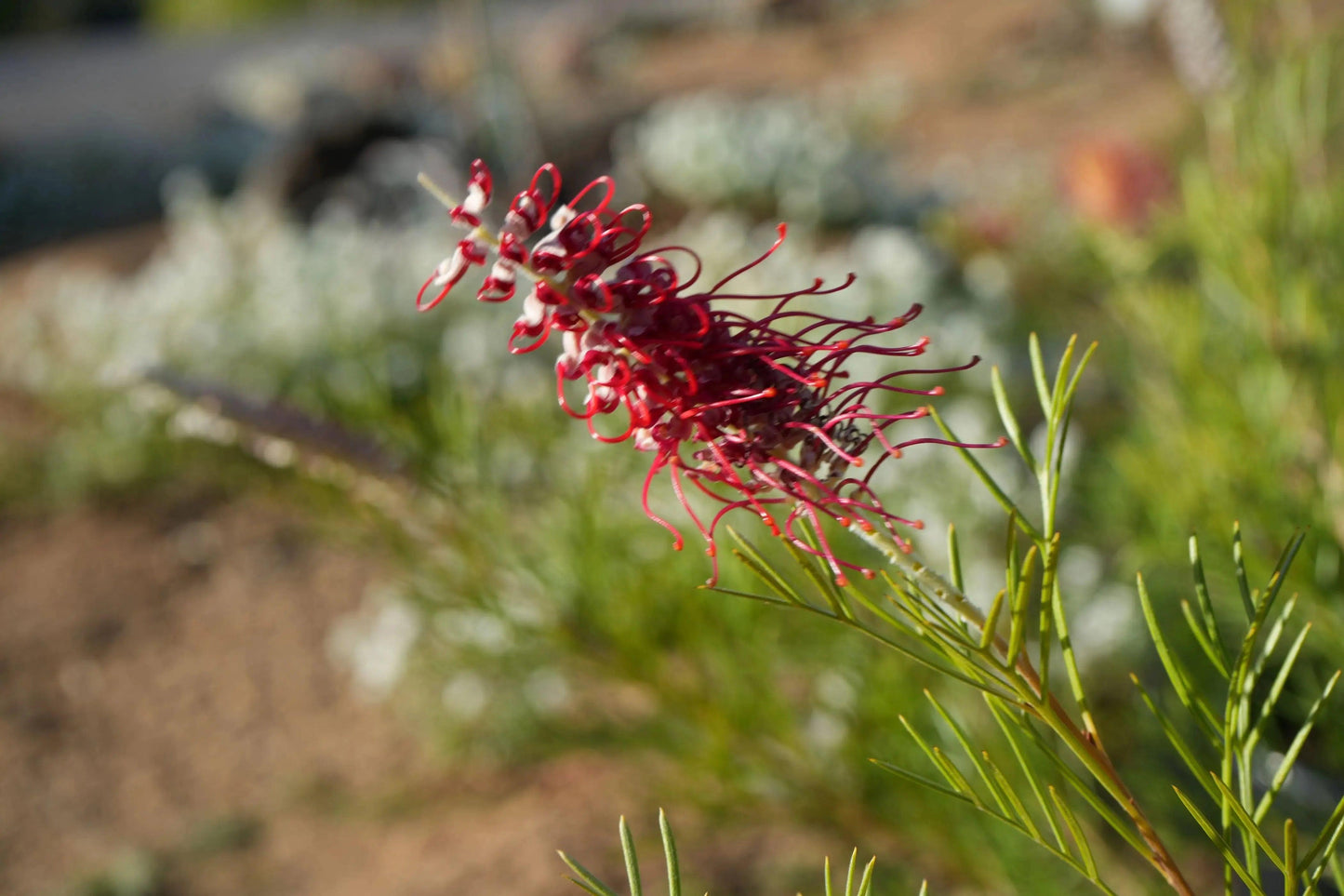 Grevillea 'Kings Celebration': A Royal Display of Color Blooms - Bonte Farm
