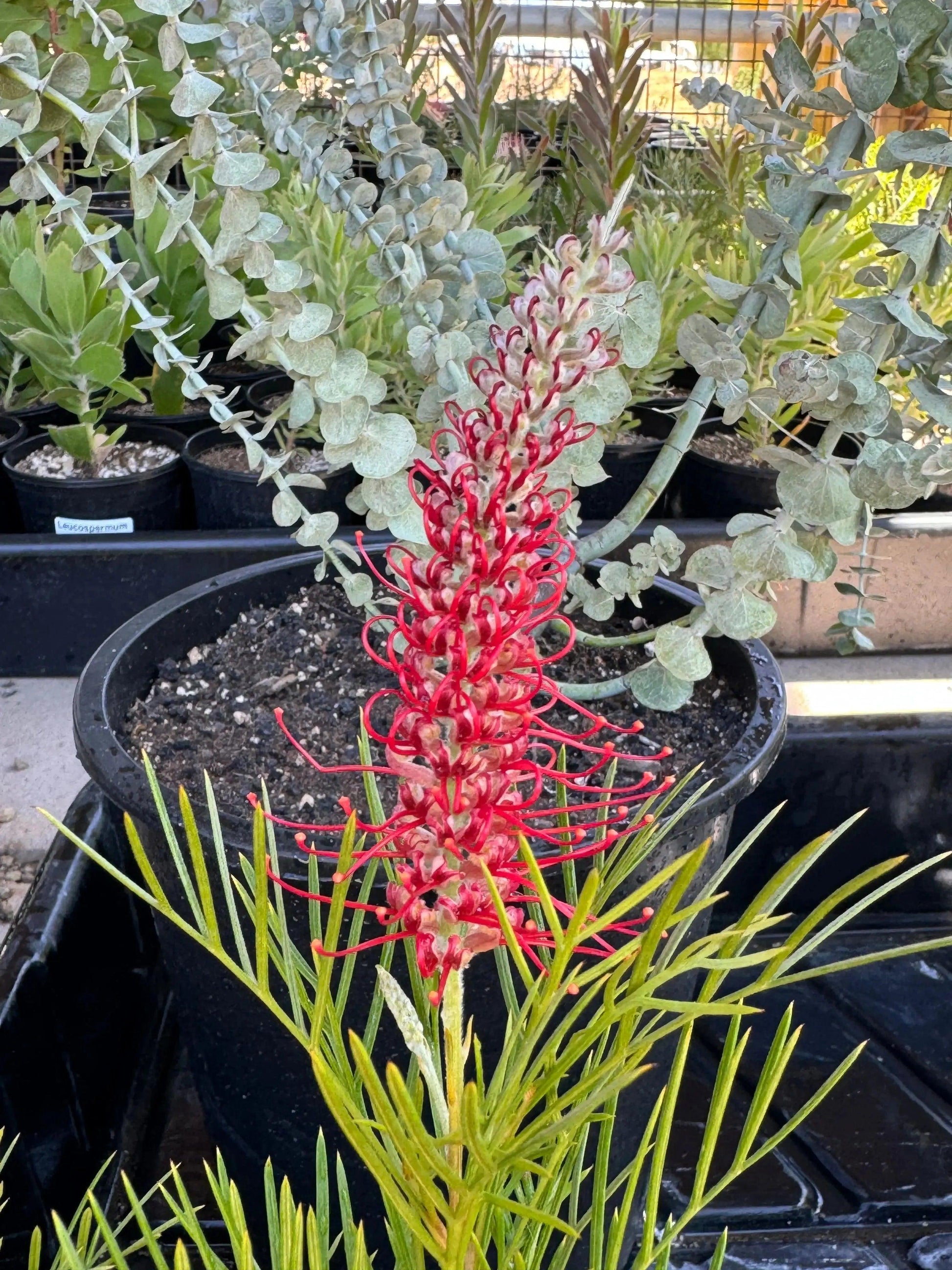 Grevillea 'Kings Celebration': A Royal Display of Color Blooms - Bonte Farm
