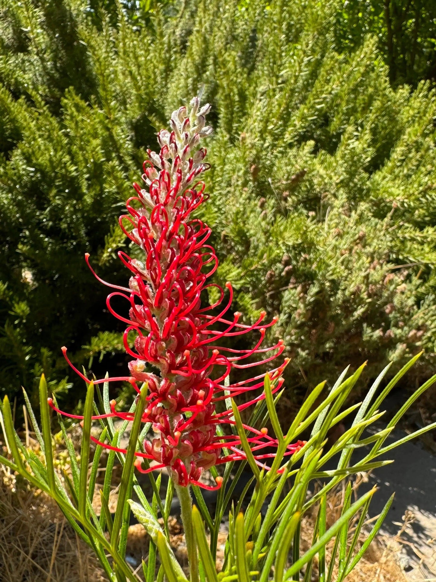Grevillea 'Kings Celebration': A Royal Display of Color Blooms - Bonte Farm