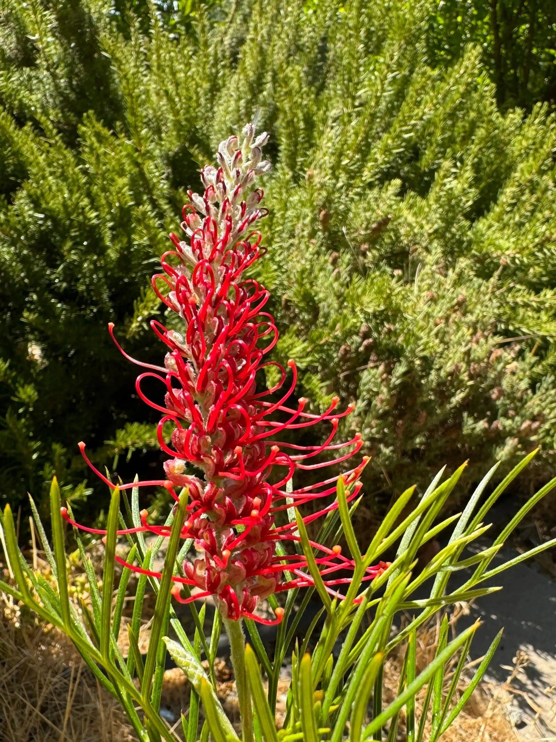 Grevillea 'Kings Celebration': A Royal Display of Color Blooms - Bonte Farm