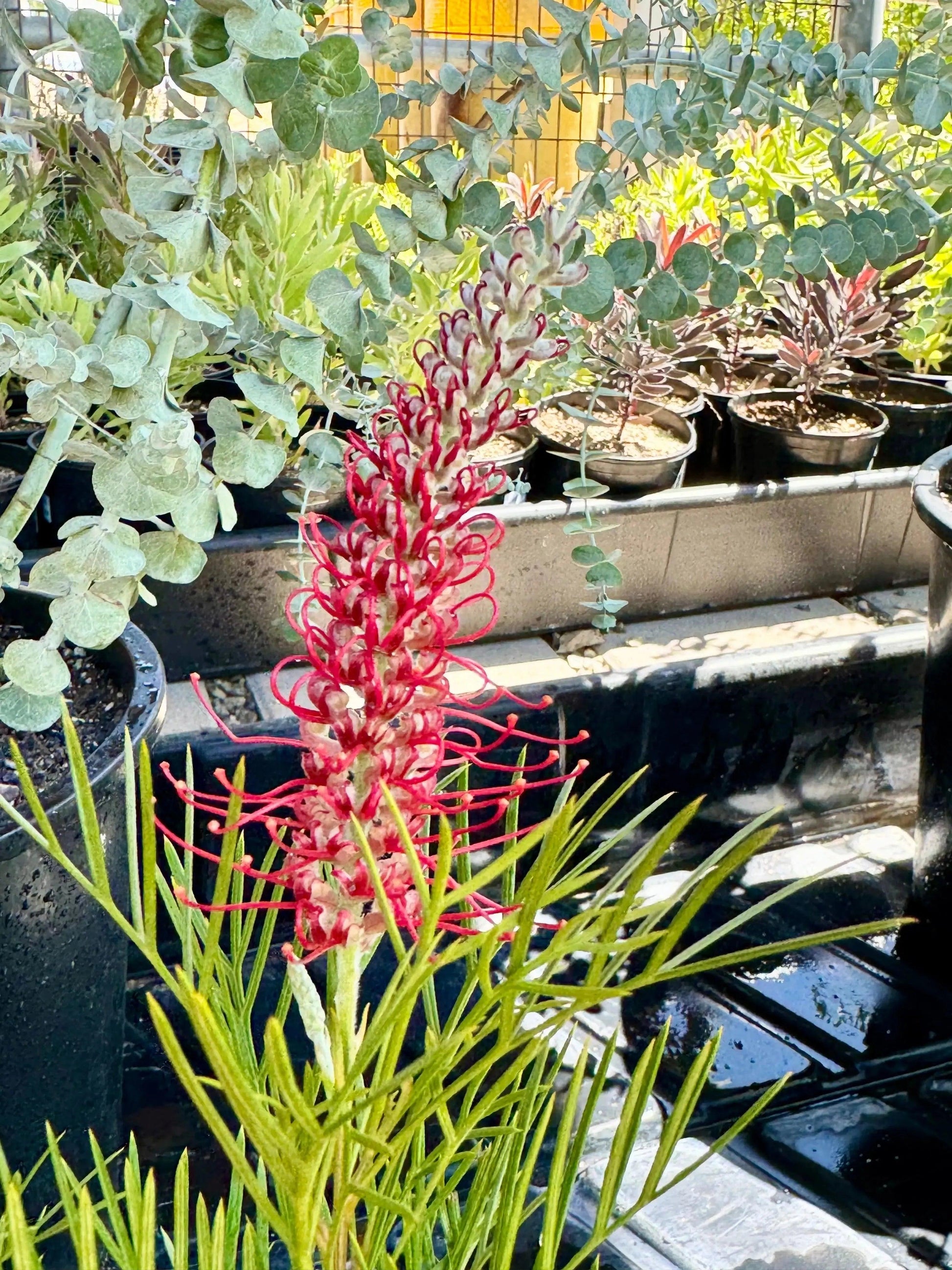 Grevillea 'Kings Celebration': A Royal Display of Color Blooms - Bonte Farm