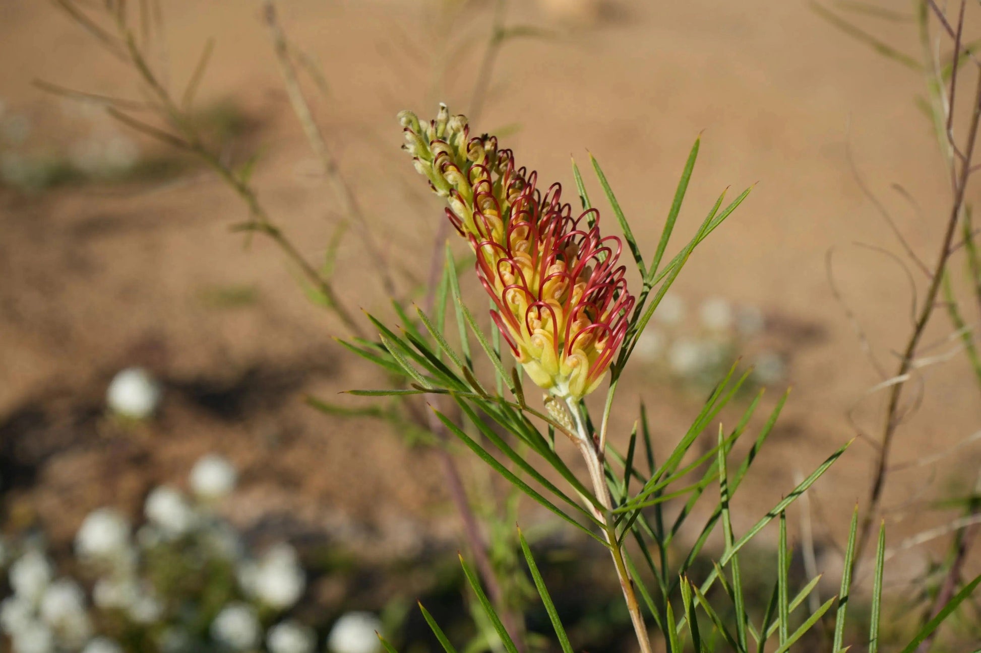 Grevillea 'Kings Rainbow': A Burst of Color, Hardy Beauty - Bonte Farm