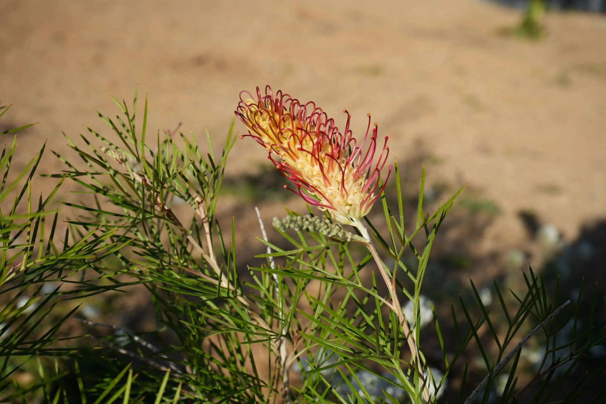 Grevillea 'Kings Rainbow': A Burst of Color, Hardy Beauty - Bonte Farm