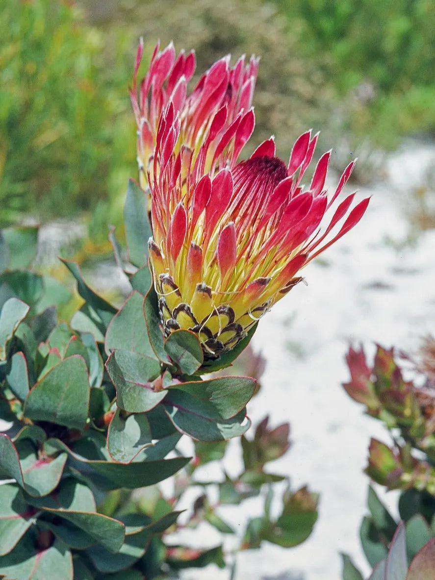Close-up of a blooming protea plant with vibrant pink petals and green leaves outdoors