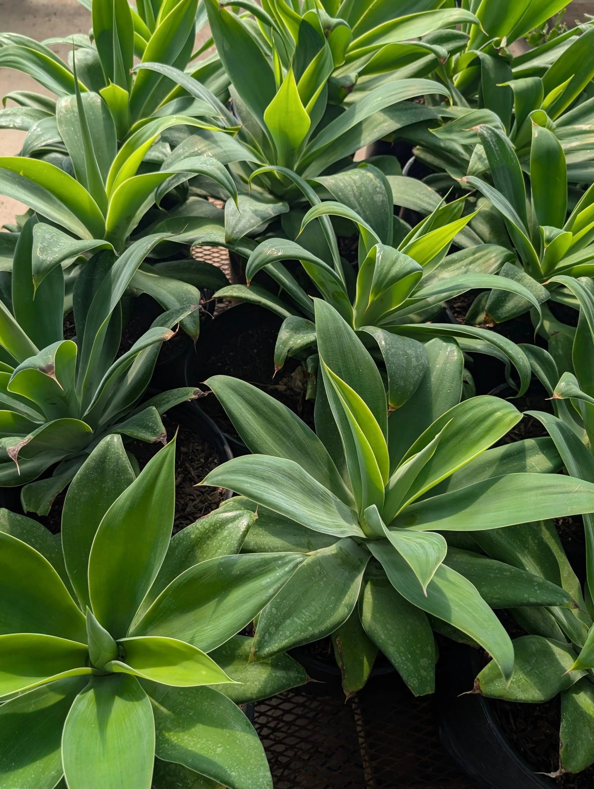 Agave attenuata: A Smooth and Striking Succulent for Modern Landscapes - Bonte Farm