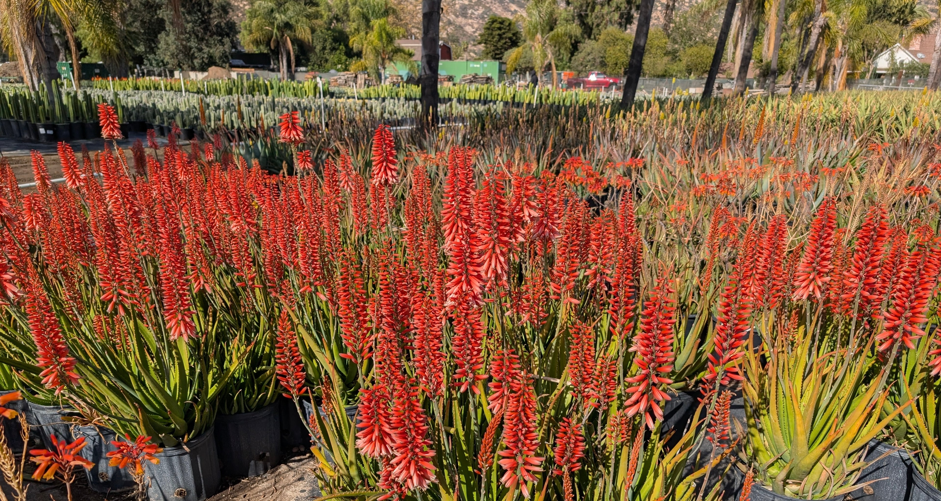 Potted aloe plants with tall red flower spikes in an outdoor nursery setting