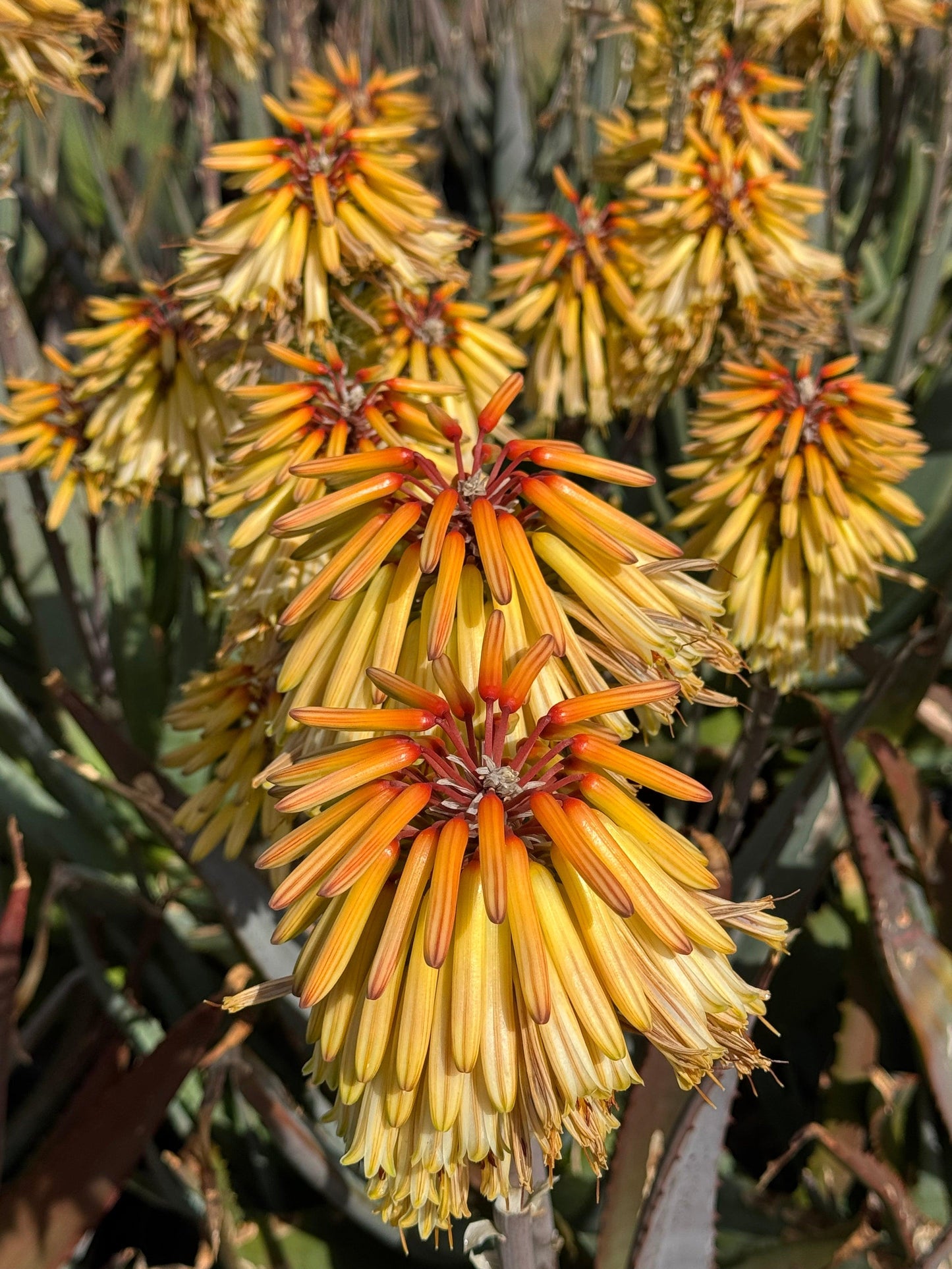 Aloe 'Moonglow': Salmon-yellow Flower Succulent - Bonte Farm