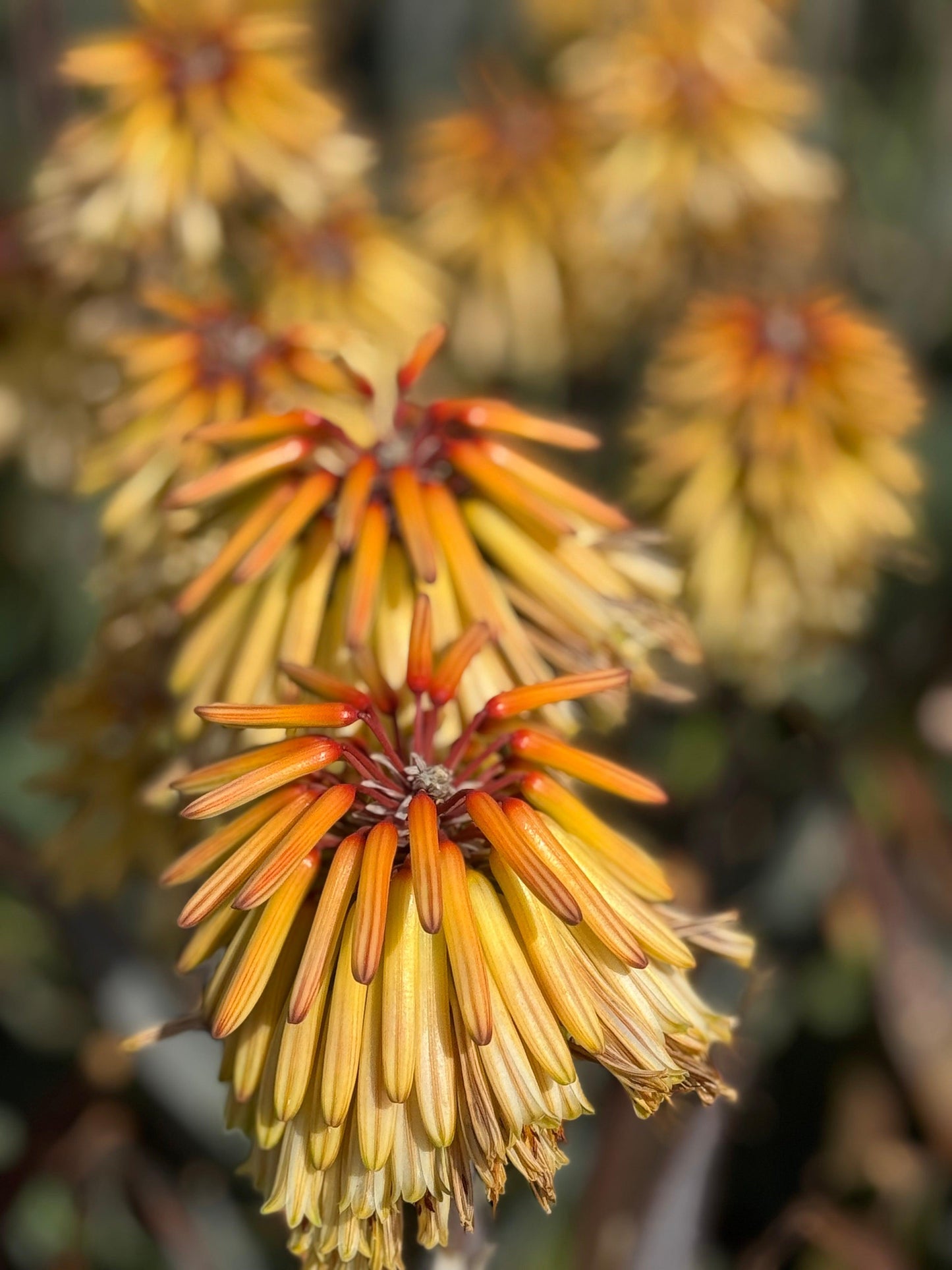 Aloe 'Moonglow': Salmon-yellow Flower Succulent - Bonte Farm