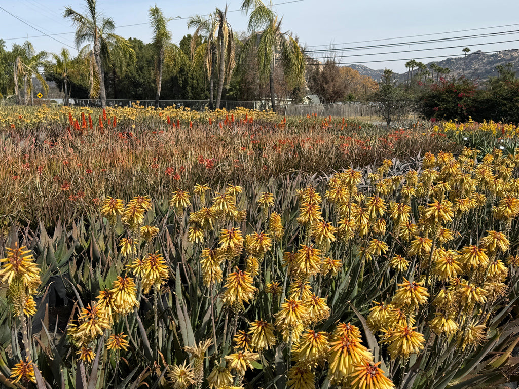 Field of blooming protea and aloe plants with yellow and orange flowers and palm trees in background