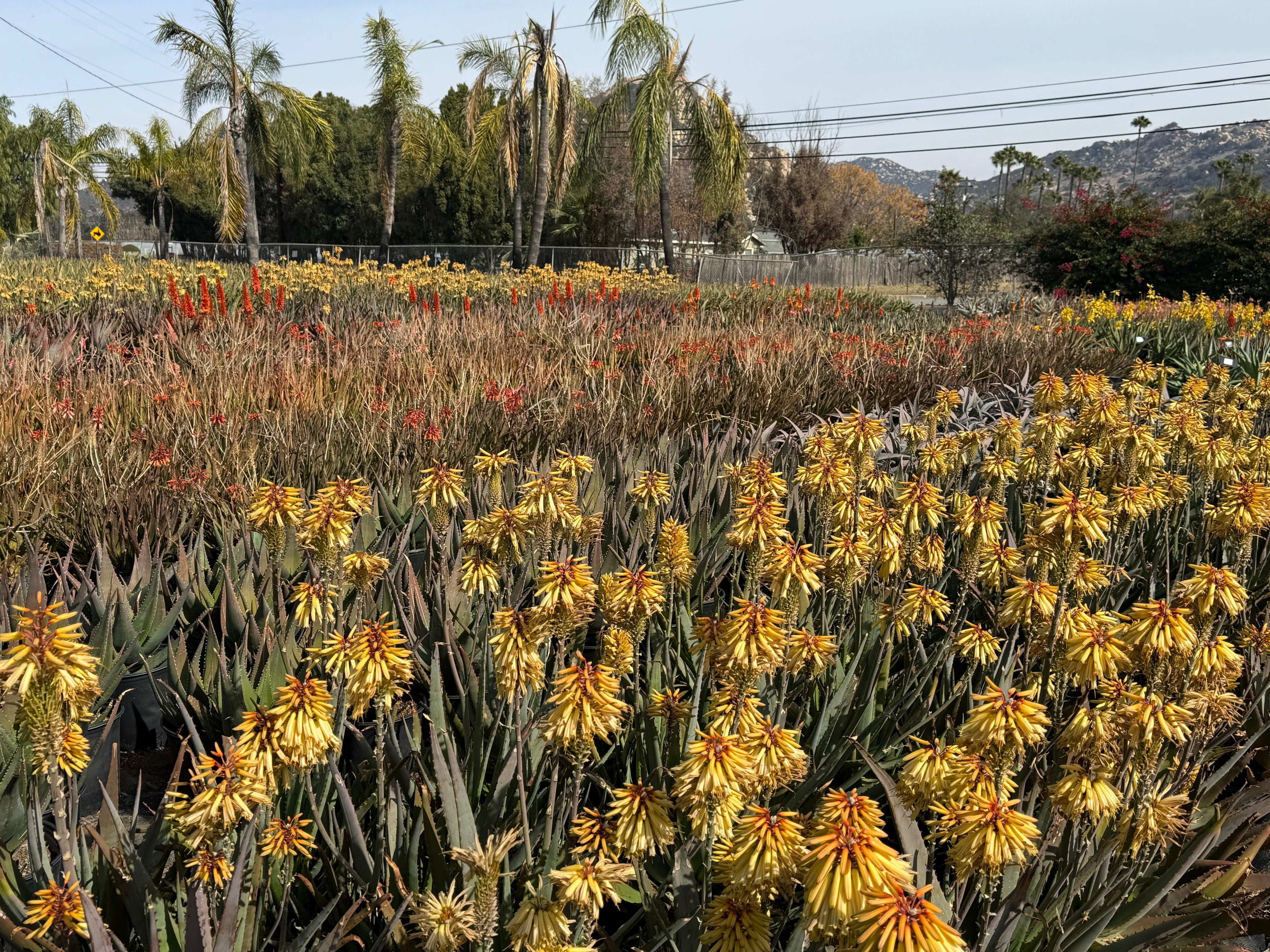 Field of blooming protea and aloe plants with yellow and orange flowers and palm trees in background