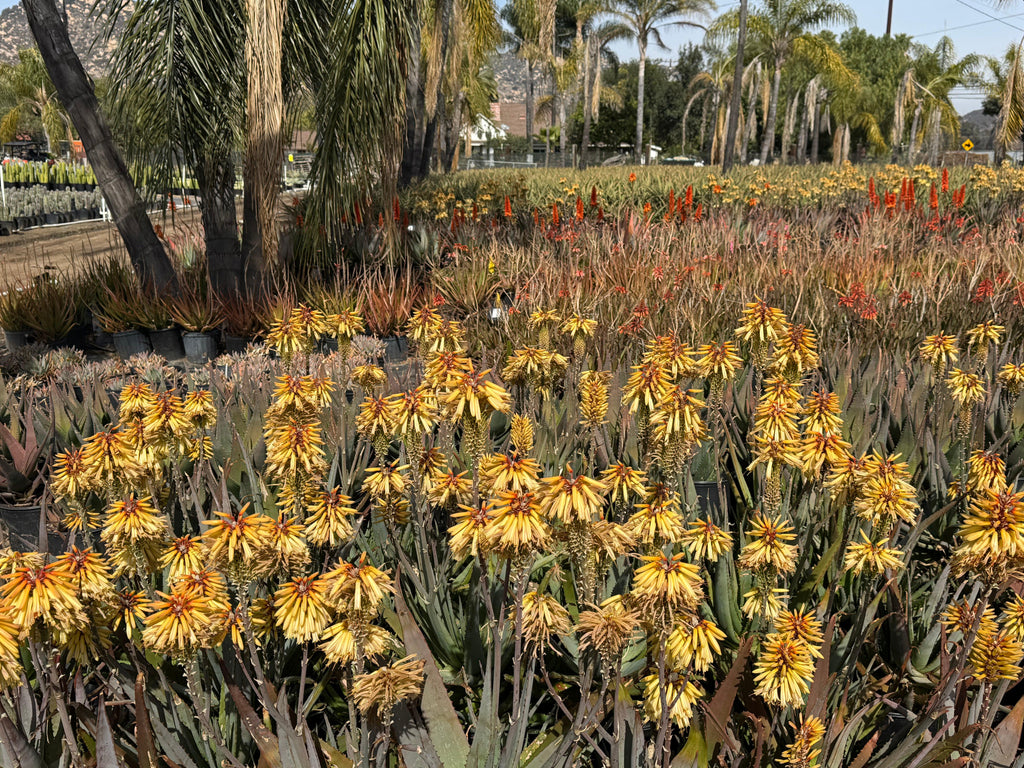 Yellow and orange aloe plants blooming in outdoor nursery with palm trees