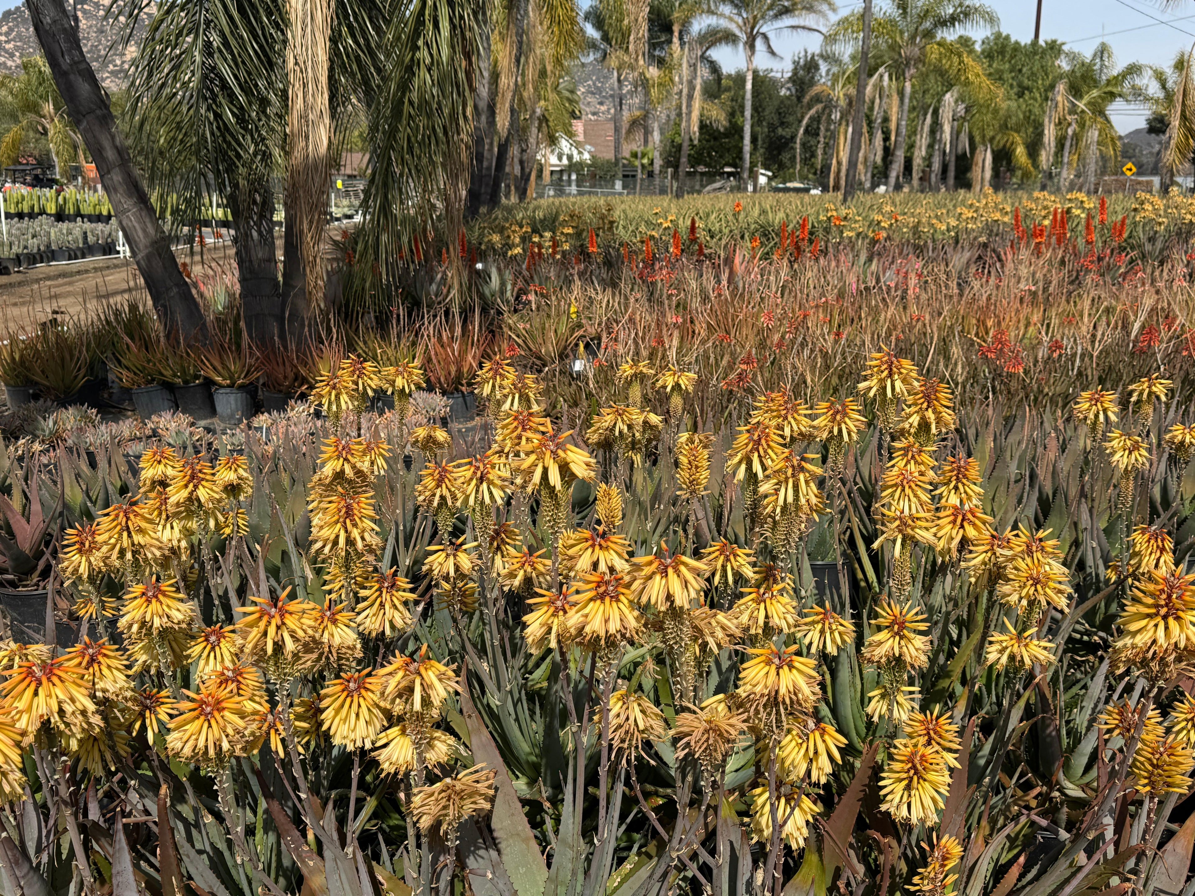 Yellow and orange aloe plants blooming in outdoor nursery with palm trees