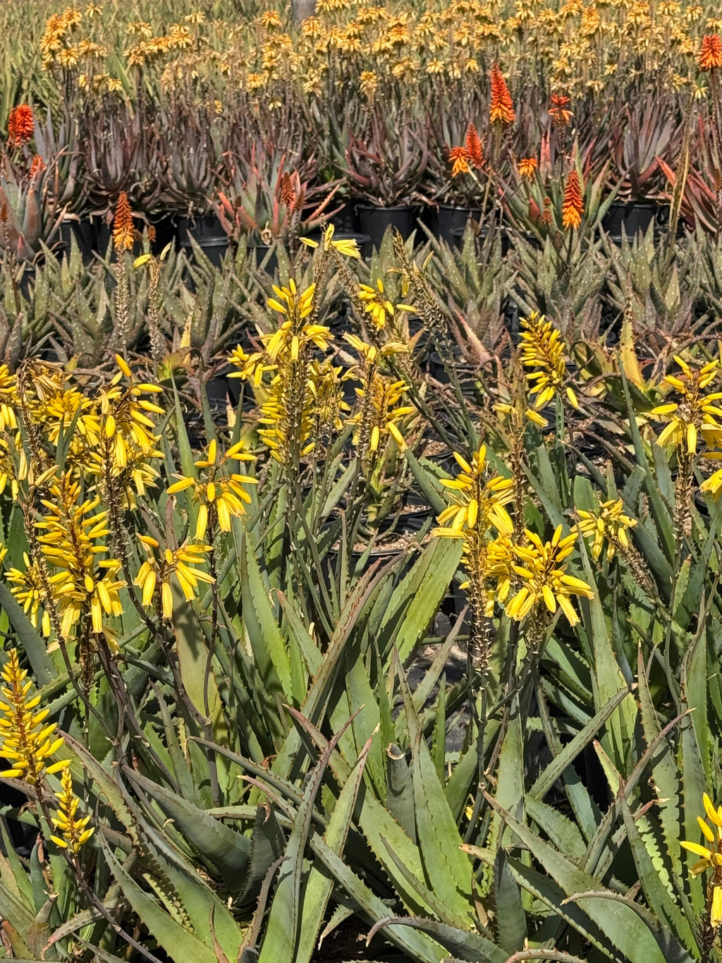 Aloe plants with tall yellow and orange flower spikes growing outdoors in pots