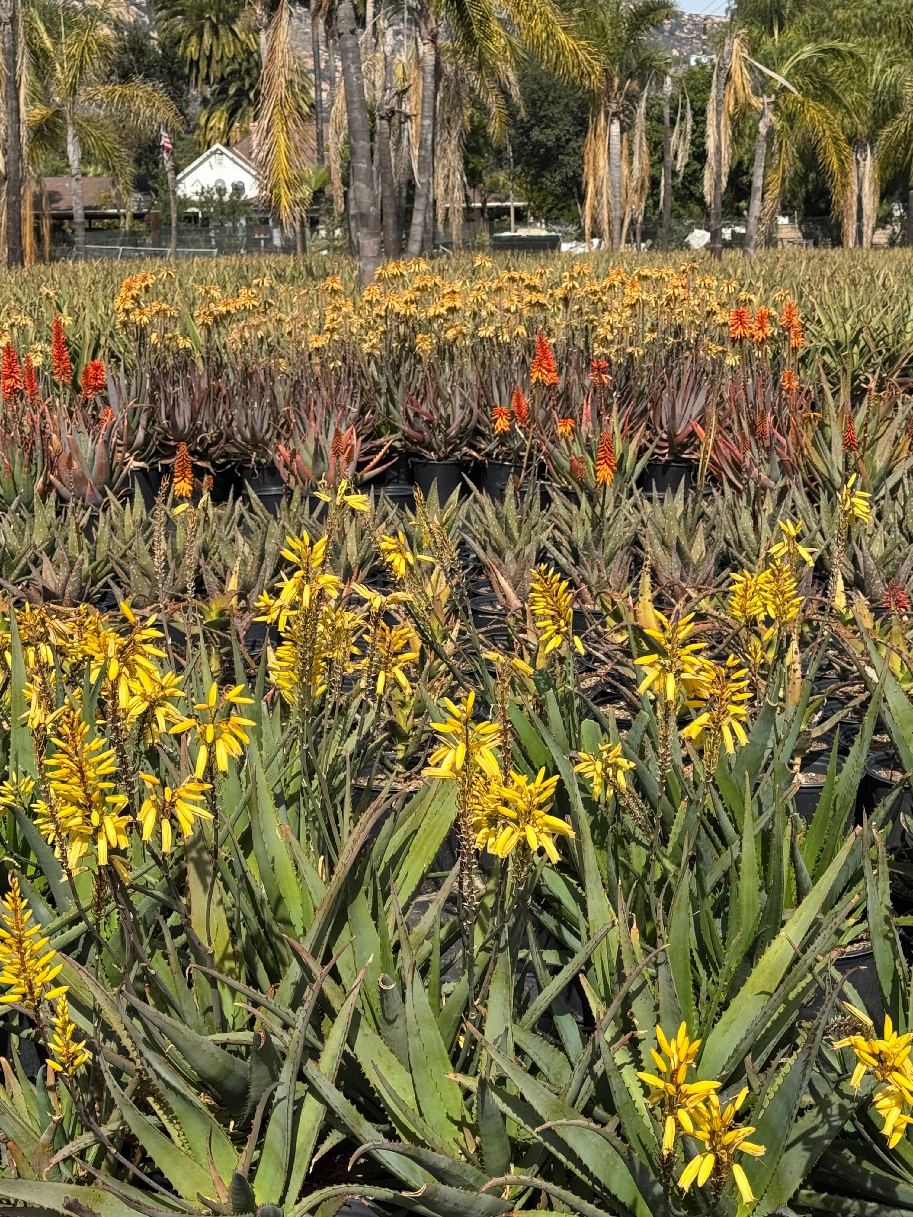 Field of protea and exotic flowering plants with yellow and orange blooms, palm trees in background