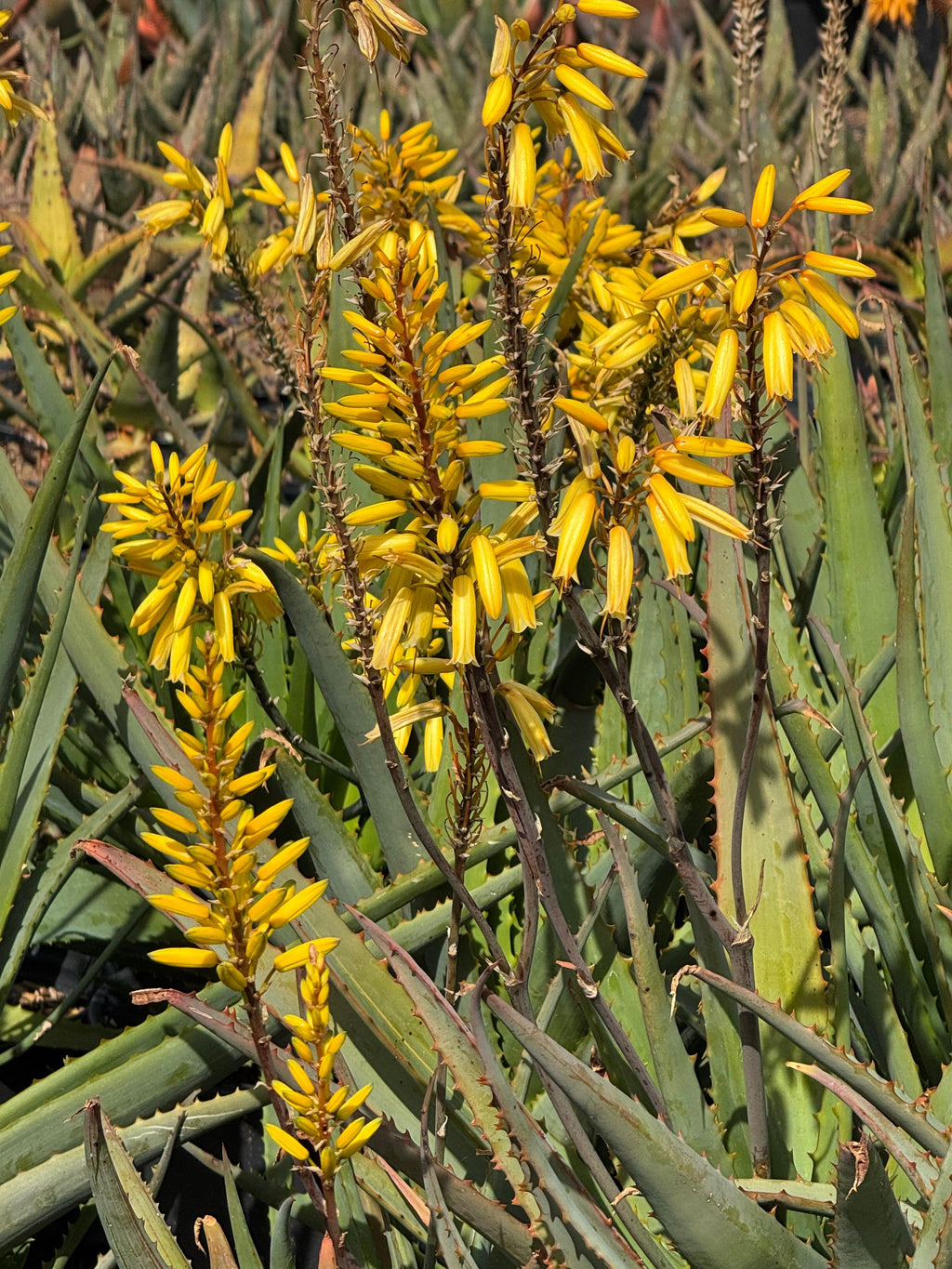 Aloe plant with vibrant yellow flowers in a sunlit garden, exotic succulent foliage