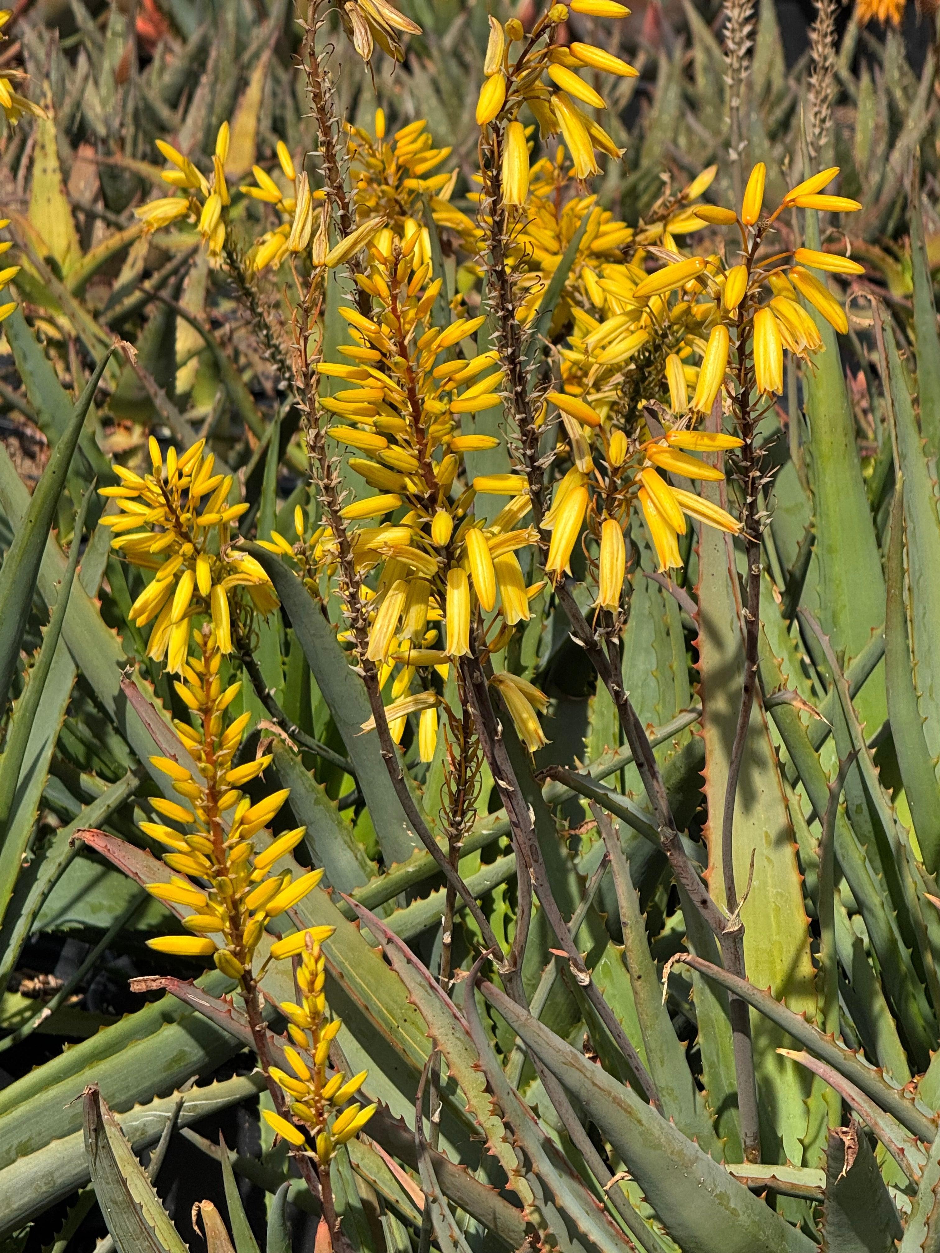 Aloe plant with vibrant yellow flowers in a sunlit garden, exotic succulent foliage