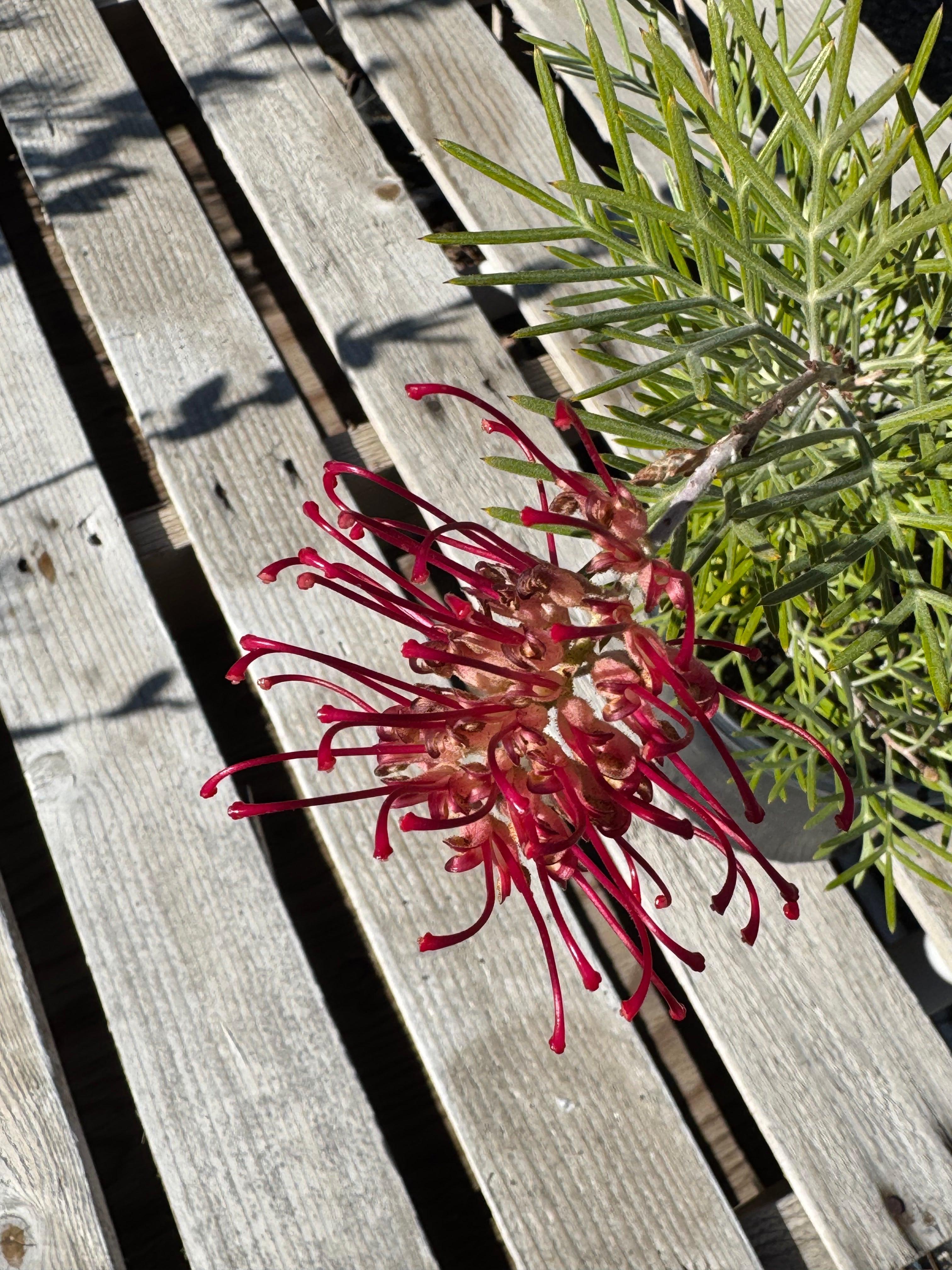 Red Grevillea Spirit of Anzac flower with spiky green leaves on wooden slats