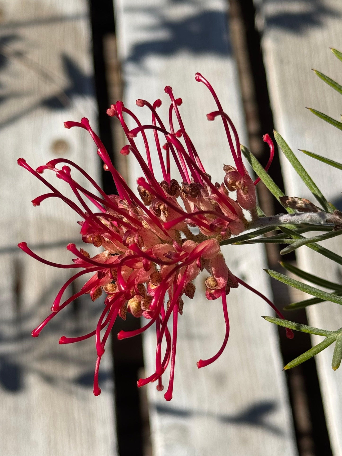 Grevillea 'Spirit of Anzac': Hardy, Red Flowers, Resilience protea plant - Bonte Farm
