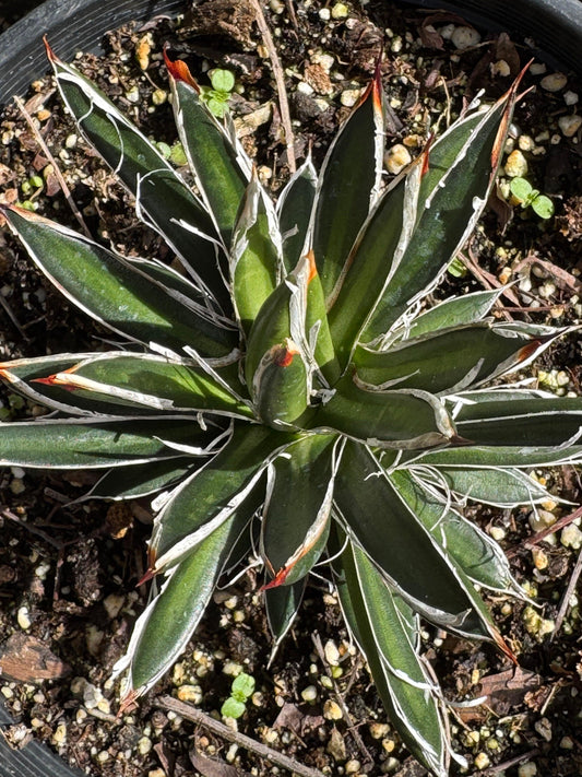 Agave filifera ssp. schidigera: A Desert Gem for Sustainable Gardens - Bonte Farm