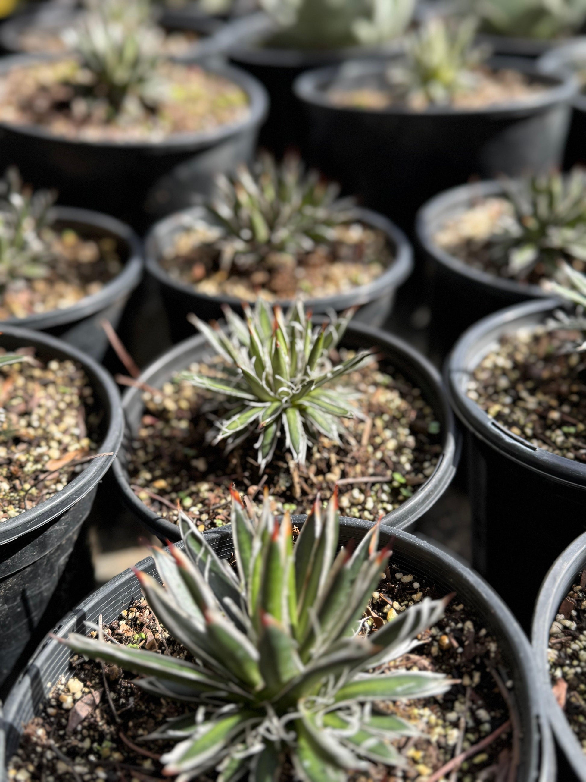 Agave filifera ssp. schidigera: A Desert Gem for Sustainable Gardens - Bonte Farm