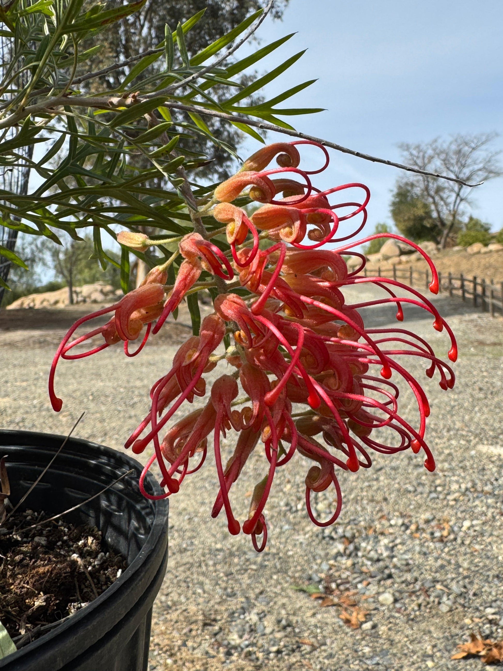 Grevillea Robyn Gordon: A Fiery Display of Color for Your Garden - Bonte Farm